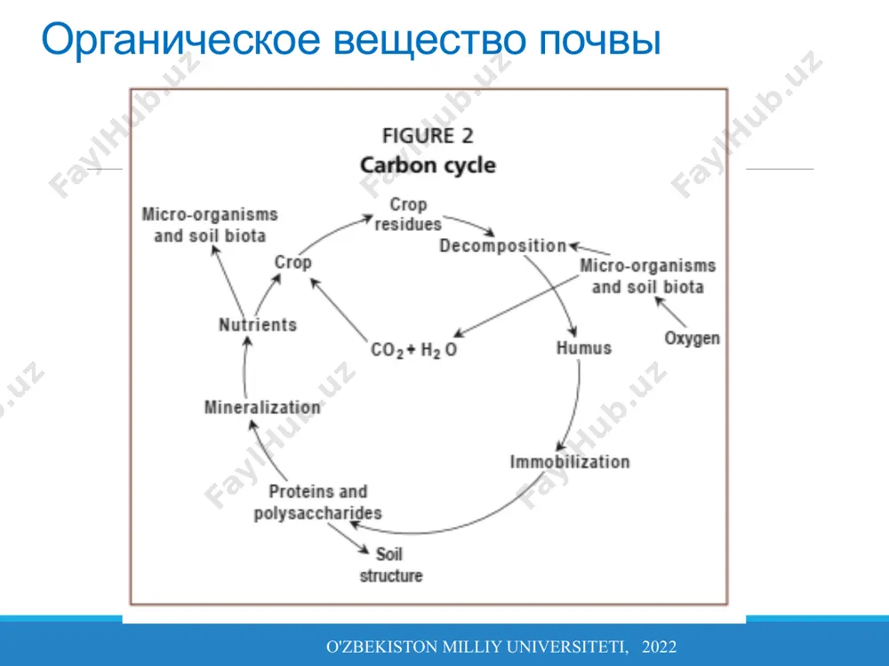 помогают связывать частицы вместе. отливки дождевых червей также более сильно агрегированы (связаны вместе), чем окружающей почве в результате смешения органического вещества и минерального материала почвы, как а также кишечная слизь червя. таким образом, живая часть почвы отвечает для поддержания доступности воздуха и воды, обеспечения растений питательными веществами, расщепления загрязняющих веществ и сохранение структуры почвы. пищевая цепь почвы o'zbekiston milliy universiteti, 2022 состав почвенных организмов зависит от источника пищи (который, в свою очередь, зависит от сезона). таким образом, организмы распределяются неравномерно. почва не равномерно присутствует в течение всего года. однако в ряде случаев их биогенные структуры оставаться. каждый вид и группа существует там, где он может найти подходящие запасы пищи, место, питательных веществ и влаги (plate 2). организмы встречаются везде, где есть органические вещества (ингем, 2000). поэтому почвенные организмы сосредоточены: вокруг корней, в подстилке, на гумуса, на поверхности почвенных агрегатов и в промежутках между агрегатами. по этой причине, они наиболее распространены …