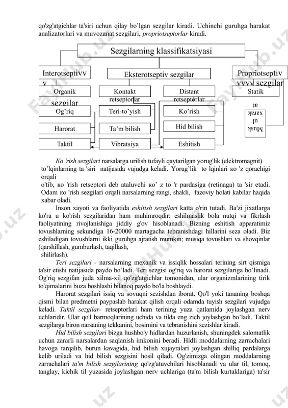 tseptori hisoblanadi); 2) o'tkazuvchi nerv yo'llari (afferent, markazga intiluvchi) retseptorlarda vujudga kelgan qo'zg'aiish shu nerv yo'llari orqali miyaga yetkazib beriladi. 3) miya katta yarim sharlari po’stlog’idagi maxsus xujayralar (masalan, miya po'stloglning ko'rish markazi deb ataluvchi qismidagi xujayralar ko'rish uchun maxsuslashgan nerv xujayralaridir), agar analizatorlarning bir qismi zararlansa, sezgi vujudga kelmasligi mumkin. masalan, ko'z soqqasi tagidagi retina yemirilsa, yoki miyaga boruvchi ko'z nervi zararlansa odam ko'rish qobiliyatini yo'qotadi. 2. odamda paydo bo'luvchi sezgilarni uch guruhga ajratish mumkin. birinchi guruhga tanamizning tashqi tomoniga joylashgan sezgi organlari, ya'ni, eksterotseptorlar orqali vujudga keluvchi sezgilar kiradi. ko'rish, eshitish, teri-tuyish, hid bilish va ta'm-maza sezgilari ana shu analizatorlarning ishi bilan bog'liq. ikkinchi guruhga retseptorlari ichki organlarda joylashgan interotseptorlar va ichki qo'zg'atgichlar ta'siri uchun qilay bo’lgan sezgilar kiradi. uchinchi guruhga harakat analizatorlari va muvozanat sezgilari, propriotseptorlar kiradi. ко 'rish sezgilari narsalarga urilish tufayli qaytarilgan yorug'lik (elektromagnit) to’lqinlarning ta 'siri natijasida vujudga keladi. yorug’lik to lqinlari ко 'z …