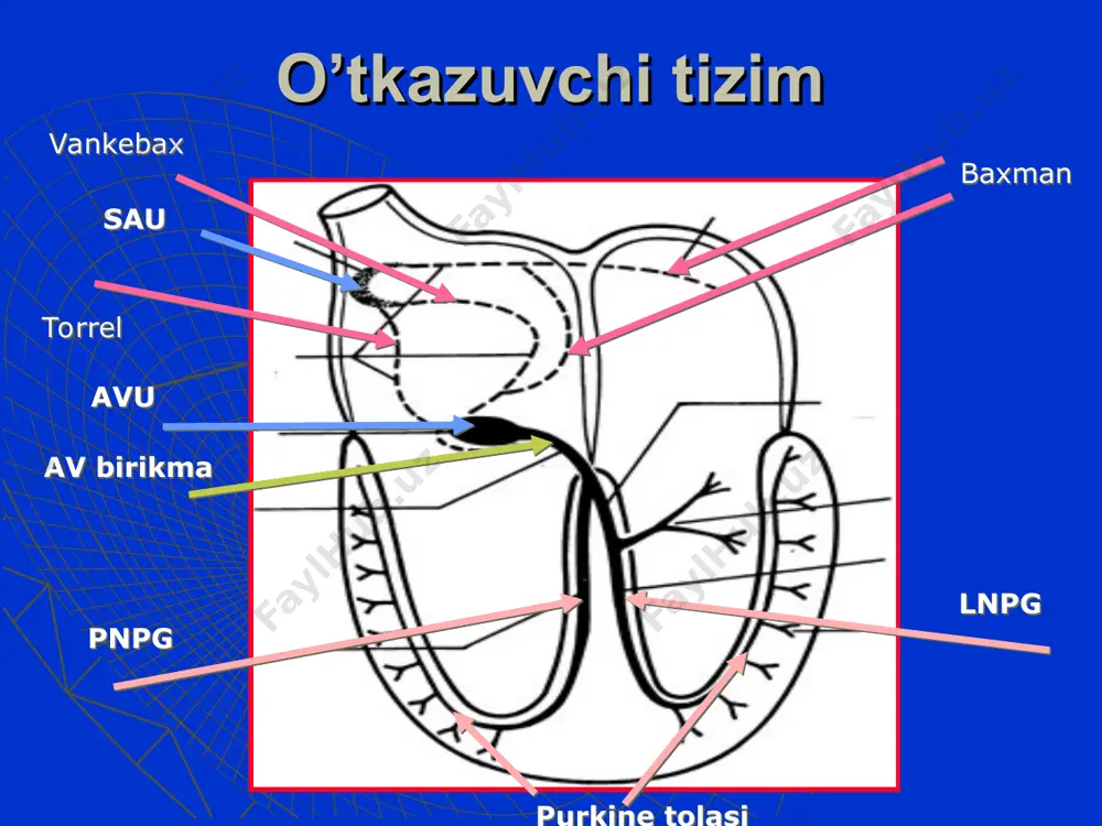 akatsiz aritmiya turlari letal aritmiyalar taxiaritmiyalar bradiaritmiyalar ekstrasistoliyalar letal aritmiyalar qorinchalar pulssiz taxikardiyasi qorinchalar fibrillyatsiyasi elektromexanik dissotsiatsiya (emd) asistoliya taxiaritmiyalar sinusli taxikardiya qorinchalar taxikardiyasi supraventrikulyar taxikardiya paroksizmal supraventrikulyar taxikardiya bo’lmachalar titrashi bo’lmachalar fibrillyatsiyasi polimorf qorinchalar taxikardiyasi yoki torsada bradiaritmiyalar sinusli bradikardiya atrioventrikulyar yoki tugunli ritm atrioventrikulyar blokada 1 daraja atrioventrikulyar blokada 2 daraja, mobitts 1 atrioventrikulyar blokada 2 daraja, mobitts 2 atrioventrikulyar blokada 3 daraja birikish ritmi yoki tugunli taxikardiya yoki idioventrikulyar ritm ekstrasistoliyalar monofokal multifokal bo’lmachalarda qorinchalarda tugunli kuplet