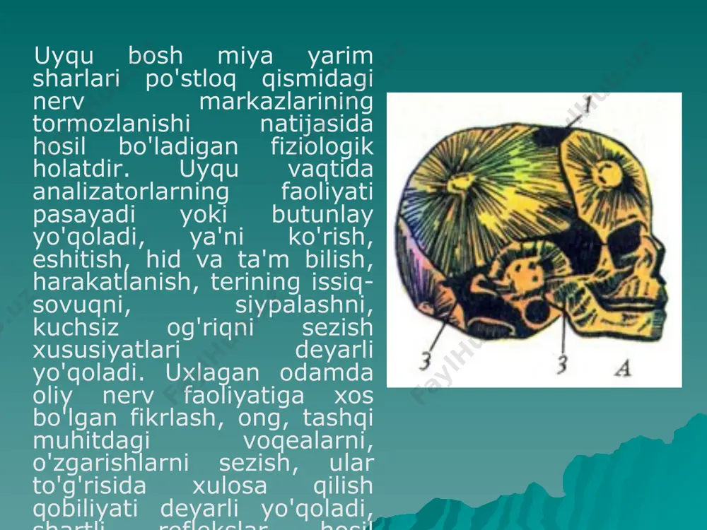 spirtli ichimliklar, nikotin va boshqalar) dan zaharlanishi, o'ta hayajonlanish, iztirob chekish, uzoq muddat davomida kun tartibining buzilishi kabilar. tush ko'rish — uyquda sodir bo'ladigan sub'yektiv psixik hodisa. chuqur uyqu vaqtida bosh miya po'stloq qismining nerv hujayralari butunlay tormozlanadi va bunda tush ko'rilmaydi. uyqu yuzaki bo'lganida bosh miya po'stlog'ining ayrim qismlaridagi5 ayniqsa ensa qismidagi ko'rish markazining nerv hujayralari to'liq tormozlanmaydi, ya'ni ularning ba'zilari kuchsiz qo'zg'alish holatida bo'ladi. ana shu vaqtda tush ko'rish sodir bo'ladi. tush ko'rish asosan tez uyqu davrida yuzaga keladi. tush ko'rish odamning ko'rgan-kechirganlari, maqsadlari, istaklari kabilaming bosh miya po'stlog'i markazlaridagi izlarining tiklanishidir. i. m'f sechenov «tush ko'rish — bu odam ko'rgan-kechirganlari ta'sirining uyqu vaqtida aralash-quralash holdagi ko'rinishidir» degan edi. image1.jpeg image2.jpeg image3.jpeg image4.jpeg image5.jpeg