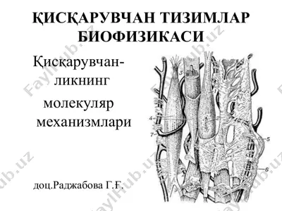 қисқарувчан тизимлар биофизикаси — PPT