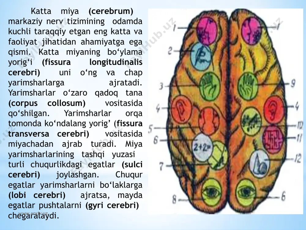 karoqda miyachaning o‘rta oyoqchasi bilan oliva o‘rtasidan ketma-ket joylashgan vii juft yuz nervi (n. facialis) va viii juft dahliz-chig‘anoq nervining (n. vestibulocochlearis) ildizsi chiqadi. uzunchoq miyaning olivasi orqasidagi egatdan birin-ketin ix juft til-yutqin nervi (n. glossophyngeus), x juft adashgan nerv (n. vagus) va xi juft qo‘shimcha nervning (n. accessorius) ildizlari chiqadi. xii juft www.arxiv.uz bosh miyaning asosi va undan bosh miya nervlari ildizlarini chiqishi. 1-bulbus olfactorius; 2-tractus olfactorius; 3-substantia perforata anterior; 4-tuber cinereum; 5-tractus opticus; 6-corpora mamillaris; 7-gangl. trigeminale; 8-substantia perforata interpeduncularis (posterior); 9-pons; 10-cerebellum; 11-pyramis; 12-oliva; 13-nn.spinalis; 14-n.hypoglossus; 15- n.accessories; 16-n.vagus; 17-n. glossopharyndeus; 18-vestibulocochlearis; 19-n. facialis; 20-n.abducens; 21-n. trigeminus; 22-n.trochlearis; 23-n.oculomotorius; 24-n.opticus; 25-n. olfactorii. www.arxiv.uz til osti nervining (n. hypoglossus) ildizi esa piramida bilan oliva o‘rtasidagi egatdan chiqadi. yangi tug‘ilgan chaqaloq bosh miyasi nisbatan katta bo‘lib, uning og‘irligi o‘rtacha og‘il bolalarda 390g, qiz bolalarda 355g bo‘ladi. to‘rt yoshgacha miya, bo‘yiga va balandligiga bir tekis o‘sib, uning og‘irligi bir yoshda …