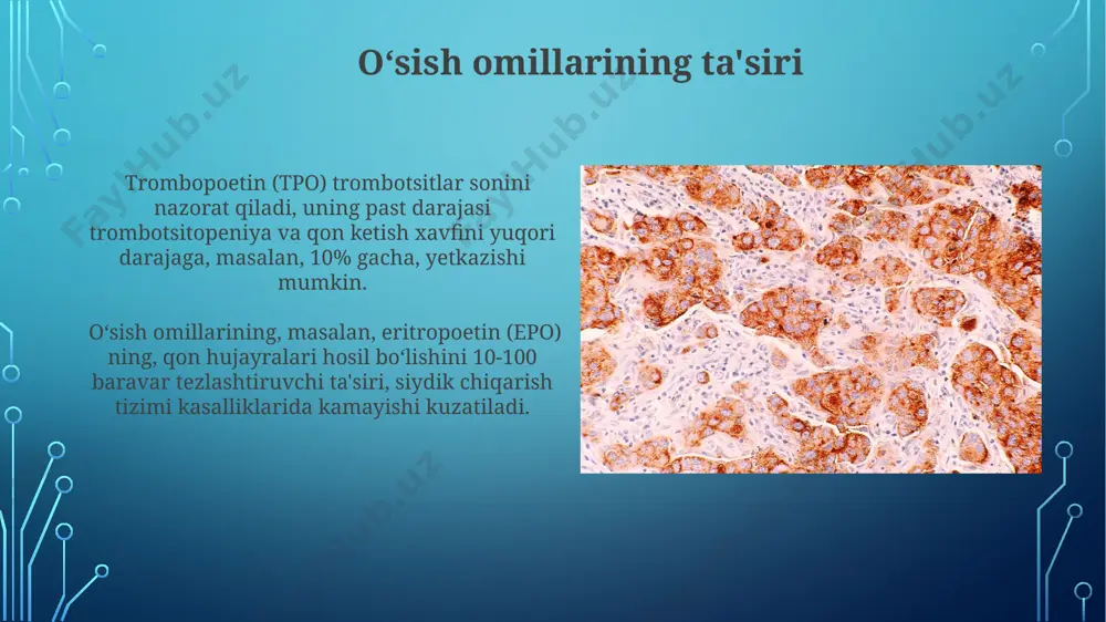 gulyatsiya qiladi. sitokinlarning roli interleykinlar, masalan, il-3, il-7 va il-11 kabi sitokinlar, qon hujayralarining koʻpayishi va differentsiatsiyasini boshqarishda sinergetik taʼsir koʻrsatadi, bu jarayonlarning samaradorligini oshiradi. sitokinlarning taʼsiri, masalan, tnf-α kabi yalligʻlanishga qarshi sitokinlarning yuqori darajasi, qon hujayralari hosil boʻlishini susaytirishi va sitopeniyaga olib kelishi mumkin. hujayra ichki signalizatsiya yoʻllari notch signalizatsiya yoʻli gemopoetik poya hujayralarining oʻz-oʻzini yangilashini va farqlanishini boshqaradi, hujayralararo aloqalar orqali delta-like ligandlar bilan bogʻlanish orqali 4 ta asosiy retseptorlarni faollashtiradi. jak-stat yoʻli sitokinlarning taʼsiri orqali gemopoezni tartibga soladi, masalan, eritropoetin retseptorlari orqali 7 ta transkripsiya omilini faollashtirib, eritrotsitlarning hosil boʻlishini boshqaradi. e'tiboringiz uchun rahmat @taqdimot_robot image3.jpg image4.jpg image5.jpg image6.jpg image7.jpg image8.jpg image9.jpg image10.jpg image11.jpg image12.jpg image13.jpg image2.png