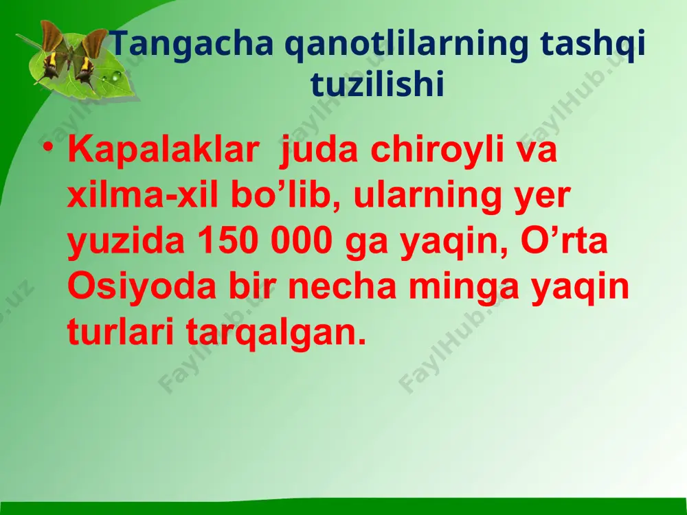 tangacha qanotlilar - Page 4