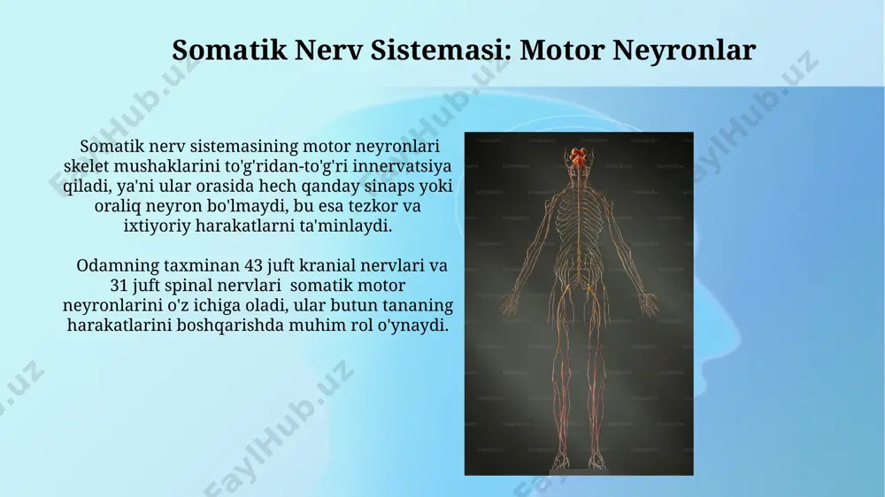 igi, ularning har biri skelet mushaklarini innervatsiya qilishini bildiradi. neyrotransmitterlar va retseptorlar gaba (gamma-aminoyusmovo kislotasi) markaziy nerv sistemasida asosiy inhibitator neyrotransmitter hisoblanadi va gaba-a va gaba-b retseptorlari orqali neyronlarning qo'zg'aluvchanligini pasaytiradi, 30 dan ortiq kichik turlari mavjud. noradrenalin va adrenalin, adrenergik retseptorlar (alfa va beta) orqali ta'sir ko'rsatadi, yurak tezligini oshiradi, qon tomirlarini toraytiradi va hujayra metabolizmini kuchaytiradi. ularning ta'siri turli to'qimalarda farq qiladi. avtonom nerv sistemasi: umumiy tasavvur avtonom nerv sistemasining ikki asosiy bo'limi – simpatik va parasimpatik sistemalar bir-birining faoliyatini teskari tarzda boshqaradi, organizmning turli sharoitlarga moslashishiga yordam beradi. avtonom nerv sistemi yurak urishi, nafas olish tezligi, ovqat hazm qilish va boshqa 10 dan ortiq ichki organlarning faoliyatini beixtiyor boshqaradi. avtonom nerv sistemasi: enterik nerv sistemasi enterik nerv sistemasining neyronlari taxminan 100 millionni tashkil etadi, bu miyaning orqa miya bilan bog'langan qismlaridagi neyronlar soniga yaqin. asetilxolin va norepinefrin kabi neyrotransmitterlar enterik nerv sistemasining turli funksiyalarida muhim rol o'ynaydi, …