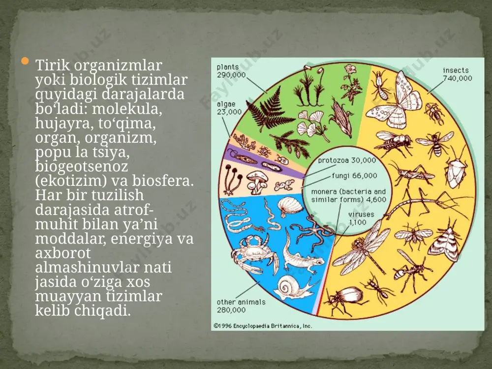ilik hayvonlarda bir necha turdagi to‘qimalarning tuzilish va funksional yig‘indisi hisoblanadi. masalan, odamning terisi epiteliy va birik tiruvchi to‘qimalardan iborat, ular bir necha vazifalarni bajaradi. organizm. organizm mustaqil hayot kechiruvchi yaxlit yoki bir va ko‘p hujayrali tirik tizimdan iborat. ko‘p hujayrali organizm har xil vazifalarni bajarishga moslashgan to‘qima va organlardan tashkil topadi. populatsiya—tur. populatsiya kelib chiqishi, yashash sharoiti va hayot tarzlari bir xil (o‘xshash) organizmlarning yig‘indisidan iborat. ushbu bosqichda dastlabki evolutsion o‘zgarishlar kuzatiladi. biogeotsenoz. bir-biri va atrof muhit bilan o‘zaro munosabatda bo‘ladi gan organizmlarning populatsiyalari biogeotsenozlar deb ataladi. bio geotse nozdagi hayot jarayonlarini tashqaridan keladigan energiya ta’minlagani uchun uni ochiq, o‘zini o‘zi boshqaradigan sistema deyiladi. bio geotse nozning asosiy vazifasi energiyani to‘plash va taqsimlashdir. biosfera. sayyoramizdagi hayotning barcha ko‘rinishlarini qamrab olgan, ancha yuqori darajadagi tabiiy tizimdir. biosfera yerdagi turli-tuman hayot ko‘rinishlarini qamrab oladi. biosfera bosqichida sayyoramizdagi tirik organizmlarning hayot faoliyati bilan bog‘liq ravishda barcha moddalar va energiyaning davriy aylanishi kuzatiladi. …