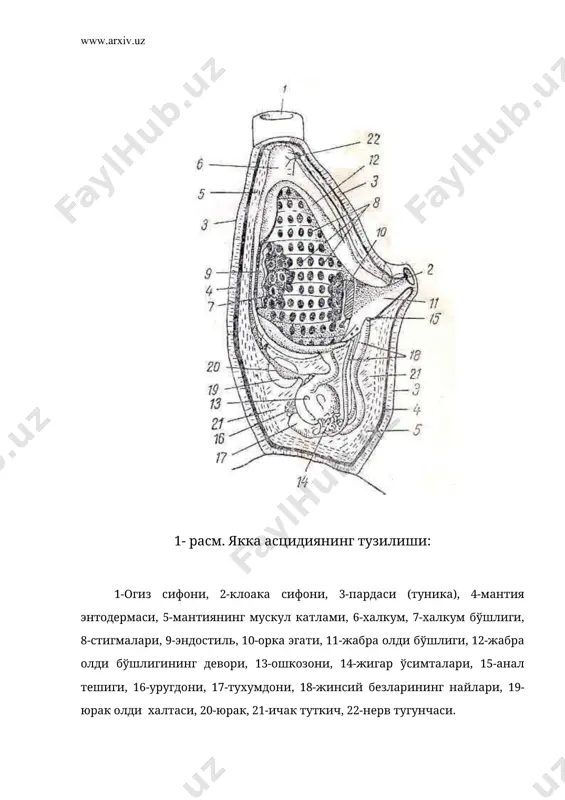 рв найи йуколиб кетади. нерв найининг олдинги кисми нерв тугунчасига айланади. тери коплагичлари бурмасидан атриопор хосил булади. шундай килиб, хордалиларга хос белгиларга эга булган харакатчан личинка аста-секин утрок холда яшовчи, вояга етган асцидияга айланади. жинссиз урчиш вактида ургочи асцидиянинг корин томонида куртак хосил килувчи колбасимон буртма - столонлар хосил булади. шу буртмаларда куртаклар пайдо булади, барча органлар шу куртаклардан юзага келади. асцидияларда ажратиш органи ривожланмаган. асцидиялар синфи уз ичига 1000 га якин турни олади ва учта туркумга булинади: якка асцидиялар, мураккаб асцидиялар ва олов танлилар. якка асцидиялар туркуми monascidiae нинг вакиллари 2-3 мм дан 40-50 см гача баландликда булади. буларни ичида харакатчан турлари хам учрайди. масалан, шарсимон асцидия – waster ascidia сув таги буйлаб харакат килади. колониал асцидиялар – synascidia нинг куртакларидан ривожланган асцидиялар она асцидиялар билан туташган булади. бу алокалар турлича булади. масалан, бир нечтаси ташкаридан умумий парда билан ураб олинади ва уларда битта умумий клоака сифони булади. уругланиш …