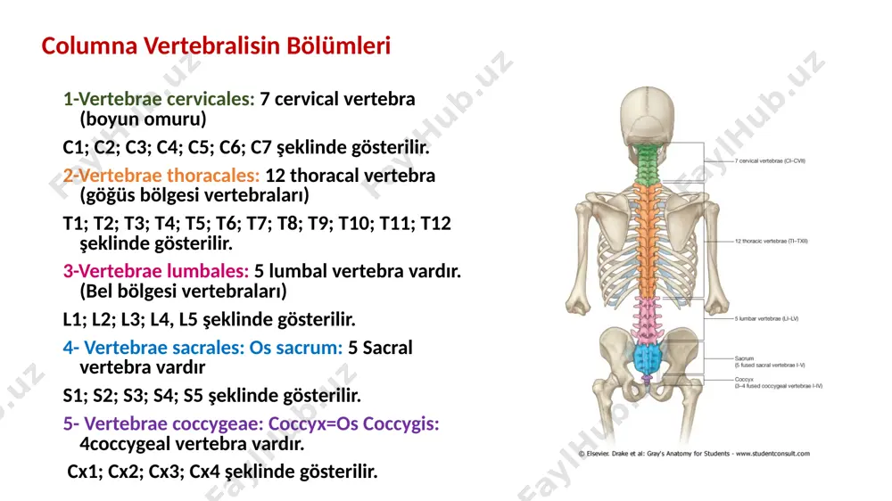 vea costalis processus transversii lumbal vertebralar bel bölgesine ait 5 vertebra bulunur. corpus’u en büyük. processus spinosusları kalın ve sağlam. lumbal vertebralarda: -processus mamillaris ve -processus accesorius denilen çıkıntılar bulunur. foramen vertebrale küçük ve üçgen şeklinde. sacral vertebralar os sacrum pelvisin arka tarafında, geniş ve üçgen şeklinde hayatın erken dönemlerinde ayrı olan fakat daha sonra yetişkinlerde birbirleri ile kaynaşan beş vertebradan meydana gelmiştir yukarıda beşinci lumbal vertebra ile eklem yapan bölümünü basis ossis sacri, aşağıda cocygis ile eklem yapan bölümüne ise apex ossis sacri denir. sacrum iki yan tarafında bulunan os coxae ile eklem yapar. sacrum’un iki yüzü vardır. 1-facies pelvina: öne ve aşağı bakan bu yüzey, düz ve konkav yapmaya sahiptir. 2-facies dorsalis: konveks ve pürtüklü bir yapıya sahiptir. vertebrae sacrales (sacrum) basis ossis sacri promontorium processus articularis superior pars lateralis facies auricularis facies pelvica linae transversae foramina sacralia anteriora foramina sacralia anteriora linae transversae promontorium alae ossis sacri …
