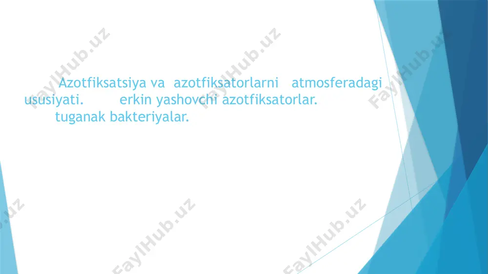haklga egadir. hujayralar klostridial tipda spora hosil qiladi. azotobakterni tabiiy yashash muhitdan-tuproqdan ajratish uchun va uning miqdorini aniqlash uchun har xil usullardan, shu qatorda tuproq bo`lakchalari usulidan foydalaniladi. terillangan petri kosachasiga azotsiz eshbi agarli muhit quyiladi. otgandan so`ng agar ustiga sterillangan ilmoq yordamida 1g. tuproqni diametri 2mm cha bo`lgan 50-100 bo`lakchalari joylashtiriladi. tuproq oldindan bir oz namlanadi. bo`lakchalarning to`g`ri joylashishi uchun andozadan foydalaniladi. tuproq ekilgan likopchalarni 28-300sda 5-7 kunga nam kameraga joylashtiriladi. bunday sharoitda azotobakter bo`lsa, bo`lakchalar xira, avval rangsiz, keyin och jigarrang yoki to`q qoramtir rangli shilliq bilan qoplanadi. azotobakter bilan qoplangan tuproq bo`lakchalarni miqdori ekilgan bo`lakchalar umumiy sonidan protsent hisobida sanaladi. bo`lakchalar atrofidagi shilliq biomassadan tushli preparat tayyorlanadi va mikroskopda ko`riladi. bunda qorong`i fonda qalin rangsiz kapsula bilan o`ralgan donador az. chroococcum ning hujayralari ko`rinadi. azotobakterning boyitilgan kultursini tuproqni suyuq, azotsiz eshbi muhitiga ekib ham olish mumkin. ekilgan narsalar 2-300s o`stiriladi va bir haftadan so`ng analiz qilinadi: 1. …