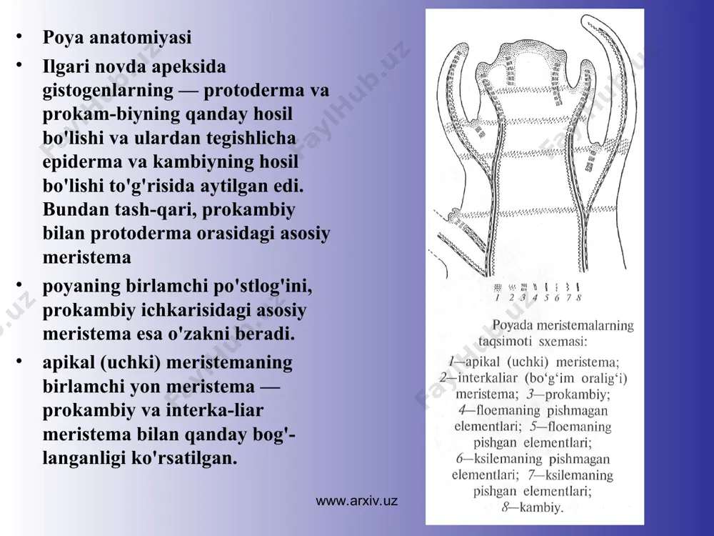 yoki sintetik bog'lamlardan iborat. sintetik bog'lamlar faolroq kambiyga ega poyada birlamchi to'qimalarning prokambiydan hosil bo'lishi vertikal uzun prokambiy hujay-ralari asosan uzunasiga bo'linadi. shuning uchun o'zini qurshab tur-gan izodiametrik parenxima hu-jayralaridan yaqqol ajralib turadi (127-rasm). birlamchi o'tkazuvchi sistema taraqqiyotida prokambiy embrional fazadan iborat. prokambiy barg murtagi ostida hosil bo'lib, uning taraqqiyoti akro-petal, ya'ni barg boshlang'ich mur­tagi ichiga qarab va bazipetal — pastga qarab yo'nalishda davom etadi va oldin hosil bo'lgan pastdagi bog'-lamlariga qo'shiladi. birlamchi ksi-lema va floemaning prokambiydagi taraqqiyoti ham yuqoridagi ketma-ketlikda amalga oshadi: oldin barg murtagi ostida, keyin ikki yo'na­lishda — akropetal va bazipetal odatda, floema oldin hosil bo'ladi, ksilema keyin. floema ekzarx va taraqqiyoti markazga intilma yo'nalishda, ksilemaniki aksincha yo'nalishda bo'ladi. birlamchi yo'g'onlashish kortikal (lot. cortex — po'stloq, agar birlamchi po'stloq kuchli taraqqiy etsa) yoki me-dullar (lot. medulia — o'zak ko'proq taraqqiy etsa) bo'lishi yoki ikkovi barobar bo'lishi mumkin. to'qimalarning ko'ndalang yo'na­lishda differensiyalanishining ketma-ketligi ko'rsatilgan. www.arxiv.uz www.arxiv.uz poyaning birlamchi …
