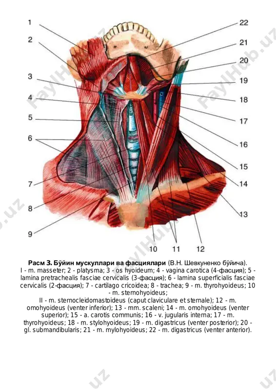 mastoideus; 9 - gl. thyroidea; 10 - m. sternothyroideus; 11 - m. omohyoideus; 12 - m. thyrohyoideus; 13 - m. digastricus; 14 - m. mylohyoideus; 15 – bo'yinning yuza venalari. rasm 8. tashqi uyqu arteriyasi topografiyasi. 1 - m. sternocleidomastoideus; 2 - n. facialis; 3 - venter posterior m. digastrici; 4 - n. accessorius; 5 - a. occipitalis; 6 - n. vagus; 7 - a. pharyngea ascendens; 8 - a. carotis interna; 9 - glomus caroticum et ramus sinus carotici n. glossopharyngei; 10 - radix superior ansae cervicalis; 11 - v. jugularis interna; 12 - radix inferior ansae cervicalis; 13 - a. carotis externa; 14 - a. carotis communis; 15 - a. thyroidea superior; 16 - a. laryngea superior; 17 - a. lingualis; 18 - os hyoideum; 19 - m. mylohyoideus; 20 - a. facialis; 21 - n. hypoglossus; 22 - a. auricularis posterior; 23 - m. stylohyoideus; 24 - …