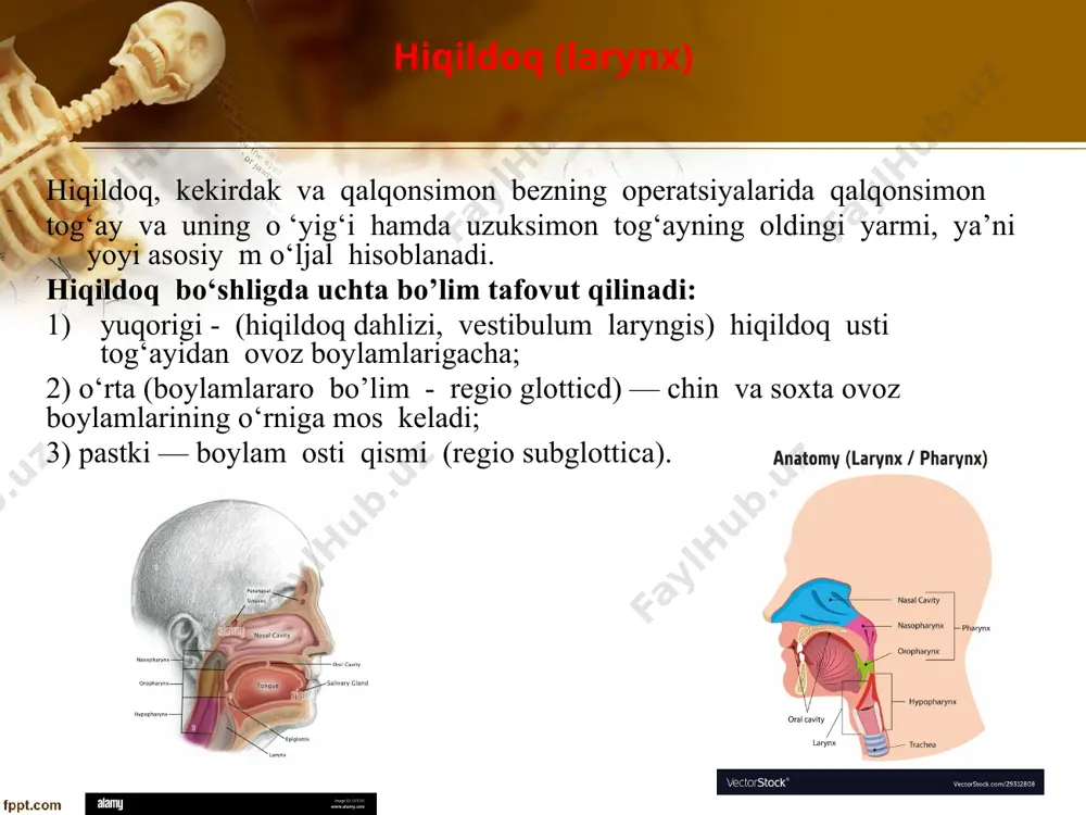 mediates et laterales) – bo‘yinning pastki-lateral bo‘limlarini innervatsiyalaydi. bu nervlar dastlab bir-biriga yaqin joylashadi, so‘ngra bir-biridan uzoqlashib o‘mrov osti sohasiga yetib boradi. 3. kichik ensa nervi (n. occipitalis minor) – bo‘yin orqa sohasining tashqi-yuqori qismini innervatsiya qiladi. 4. quloq katta nervi (n. auricularis magnus) – quloq sohasini innervatsiyalaydi. 8 buyinning yuza limfa tomirlari bo‘yinning yuza limfa tizimi. tilosti ustki sohada limfatik tugunlar jag‘ osti va engak osti uchburchaklarda joylashgan. jag‘ osti limfatik tugunlari (nodi lymphatici submandibulares) – 6-10 ta bo‘lib, pastki jag‘ning pastki cheti bo‘ylab hamda jag‘ osti so‘lak bezi parenximasida joylashgan. jag‘ osti limfa tugunlari lunj, ko‘z osti, burun sohalari, milklar, tishlar va tildan limfa suyuqligini yig‘adi. engak osti limfatik tugunlari (nodi lymphatici submentales) – 2-5 ta bo‘lib, pastki labdan, til uchidan, og‘iz tubidan limfa suyuqligini to‘playdi. jag‘ osti va engak osti limfa tugunlaridan chiquvchi limfatik tomirlar bo‘yinning chuqur limfatik tugunlariga qo‘shiladi. tilosti pastki sohada limfatik tugunlar va tomirlar …