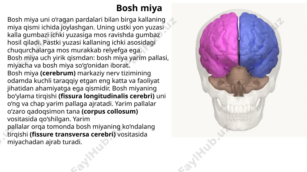 adi. i.nervus olfactorius i juft, hidlov nervi (nn. olfactorius) burun bo'shlig'i hidlov sohasining shilliq pardasida joylashgan hidlov hujayralarining markaziy o'simtalaridan iborat. ular 15-20 ta ingichka hidlov nervlarini hosil qilib, g'alvirsimon suyakning g'alvirsimon plastinkasidan o'tib hidlov piyozchasida (bulbus olfactorii) tugaydi. ii. nervus opticus ii juft, ko'ruv nervi (n. opticus) to'r pardaning ko'r dog' sohasida ganglioz hujayralaming aksonlari to'plamidan hosil bo'ladi. nerv tomirli va oqliq pardani teshib o'tib (koz qismi), ko'z kosasidan (koz kosasi qismi) ko'ruv nervi kanali orqali (kanal ichi qismi) kalla bo'shlig'iga (kalla ichi qismi) chiqadi. miya tubida ikki tomondan kelayotgan nervlar bir-biriga yaqinlashib, o'zaro to'liq bo'lmagan kesishma (chiasma opticum) hosil qilib ko'ruv traktiga o'tib ketadi. ﻿ inoyatov a.a. iii. nervus oculomotorius iii juft, ko'zni harakatlantiruvchi nerv (n. oculom otorius) tarkibida harakatlantiruvchi va vegetativ tolalari bor. ular - o'rta miyaning to'rt tepaligini yuqori tepachalari sohasida, silviy suv yo'li tubida joylashgan harakatlantiruvchi (nucleus nervi oculomatorii) va qo'shimcha vegetativ. toq mayda hujayrali …