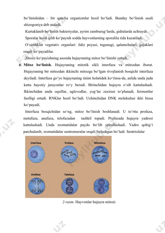 sobiga xromatidalar ham ikki karra ko‘payadi. interfazadan so‘ng meyozning birinchi fazasi sodir bo‘ladi. u nisbatan murakkab, uzoq muddatli. i profazada juft xromatidadan tuzilgan har bir xromosoma spirallashib yo‘g‘onlashib kattalashadi. so‘ngra urg‘ochi va erkakdan o‘tgan gomologik xromosomalarning uchlari bilan birbiriga yaqinlashadilar va yonma-yonlashib o‘zaro birikib xromatidalar tetradasini hosil qiladilar. gomologik xromosomalarning o‘zaro juftlashgan qismlarining chalkashuvi oqibatida xromatidalarning ayrim qismlari almashishlari mumkin. buni krossingover hodisasi deyiladi. qayd etilgan jarayonlardan tashqari i profazada yadro qobig‘i parchalanadi, yadrochalar yo‘qoladi. sentriolalar ikki qutbga yo‘naladilar. i metafazada xromatidalar juft-juft holatda hujayraning markaziy qismida to‘planadilar. i anafazada juft-juft xromatidalar o‘z sentromeralarini saqlagan holda ikki qutb tomon harakatlanadilar. i telofazada xromosomalar soni ikki marta kamayganhujayralar hosil bo‘ladi. birinchi meyoz bilan ikkinchi meyoz oralig‘i qisqa bo‘lib uni interkinez deyiladi. interkinezda dnk ikki hissa ortishi ro‘y bermaydi. ii profazada xromatidalar spirallashadi, yadro qobig‘i par-chalanadi. yadrocha yo‘qolib, bo‘linish urchig‘i hosil bo‘ladi. ii metafazada juft-juft holatdagi xromatidalar hujayra markaziga joylashadi. ii anafazada …