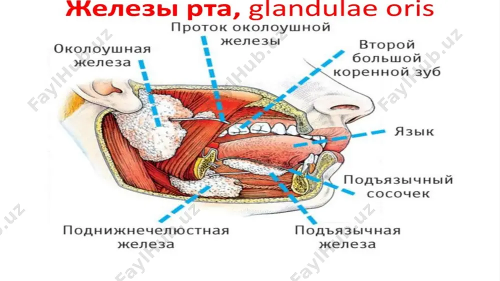 ctorales-ductus hepaticus sinistra et dextra. jigar tashqaridagi o’t yo’li: ductus hepaticus communis + ductus cysticus=ductus choledochus+ductus pancreaticus= ductus pancreocholedochus=papilla duodeni majoris(sfinkter oddi)-duodenum(pars descendens). oshqozon osti bezi (pancreas) hazm bezlari ichida kattaligi jihatidan ikkinchi o‘rinda turadi. oshqozon osti bezining uzunligi 14-18 sm, kengligi 3 - 9 sm, qalinligi 2 - 3 sm, og‘irligi katta yoshdagi odamlarda o‘rtacha 80 g bo‘ladi. u faoliyat jihatidan aralash, tuzilishi jihatidan murakkab alveolar - naysimon bez hisoblanadi. golotopiya-regio epigastrica et regio hypochondrica sinistra skletotopiya- oshqozonning orqasida i—ii bel umurtqalari sohasida ko‘ndalang yotadi. sintopiya-bosh qismini 12 barmoqli ichak o’rab turadi, tanasining oldingi yuzasida oshqozon tanasi va pilorik qismi joylashgan, tanasining orqa yuzasida diafragmaning bel qismi, darvoza vena, ductus choledochus, qorin aortasi,pastki kovak vena dum qismi-chap buyrak va buyrak usti bezi, taloq bilan chegaralangan. makroskopik anatomiyasi. pancreas qismlari: caput pancreas-bosh qismi corpus pancreas-tana qismi cauda pancreas-dum qismi yuzalari: facies anteriosuperior-oldingi yuqori yuzasi facies anterioinferior-oldingi pastki yuzasi facies posterior-orqa …