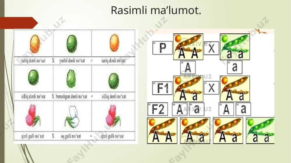 rdan biri boʻldi. bu nazariyaga binoan kuchli taʼsir etuvchi omillar (mutagenlar) taʼsirida organizmlarning genlari tubdan oʻzgarib, yangi turgʻun xolatda nasldan-naslga beriladigan oʻzgaruvchanlik paydo boʻladi. bu jarayon mutagenez, irsiy oʻzgargan belgi esa mutatsiya; mutatsiyaga ega boʻlgan organizm oʻz navbatida mutant deb ataladi. ushbu nazariya dastlab rus olimi s. i. korjinskiy tomonidan yangi dalillar bilan tasdiklandi. nemis olimi g. meller 1927-yilda drozofila pashshasiga radiatsiya nurlarini taʼsir ettirib, sunʼiy sharoitda koʻplab mutatsiya olish mumkin ekanligini isbotladi. u tajribada hosil boʻlayotgan mutatsiyalarni hisobga olish, ularning tabiatini oʻrganish metodini ishlab chikdi. rus olimlari g. a. nadson va g. s. filippov (1925) rentgen nurlari taʼsir ettirib, madaniy oʻsimliklarning har xil mutatsiyalarini olishdi. ingliz olimi sh. auerbax, rus olimi i. a. rapoport ayrim kuchli taʼsir etuvchi kimyoviy moddalar taʼsirida mutatsiya olish metodini ishlab chikdi. bu tadqiqotlar mutatsion g. yoʻnalishining paydo bulishiga olib keldi. evolyutsion g. organizmlardagi genetik qonuniyatlarni populyatsiya darajasida tekshiradi. bunday maʼlumotlar evolyutsion taʼlimotni genetik asoslashga …