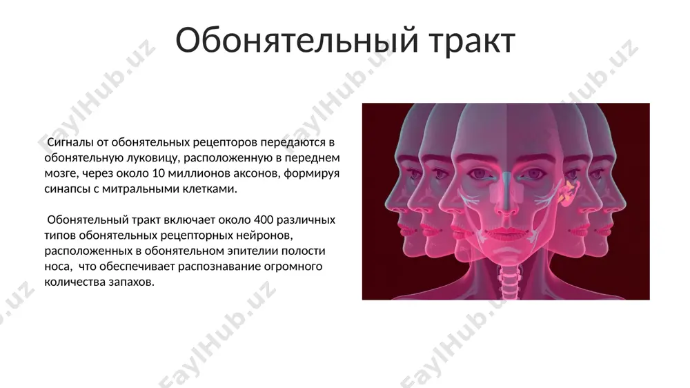строение обонятельной осозятельный системы - Page 5