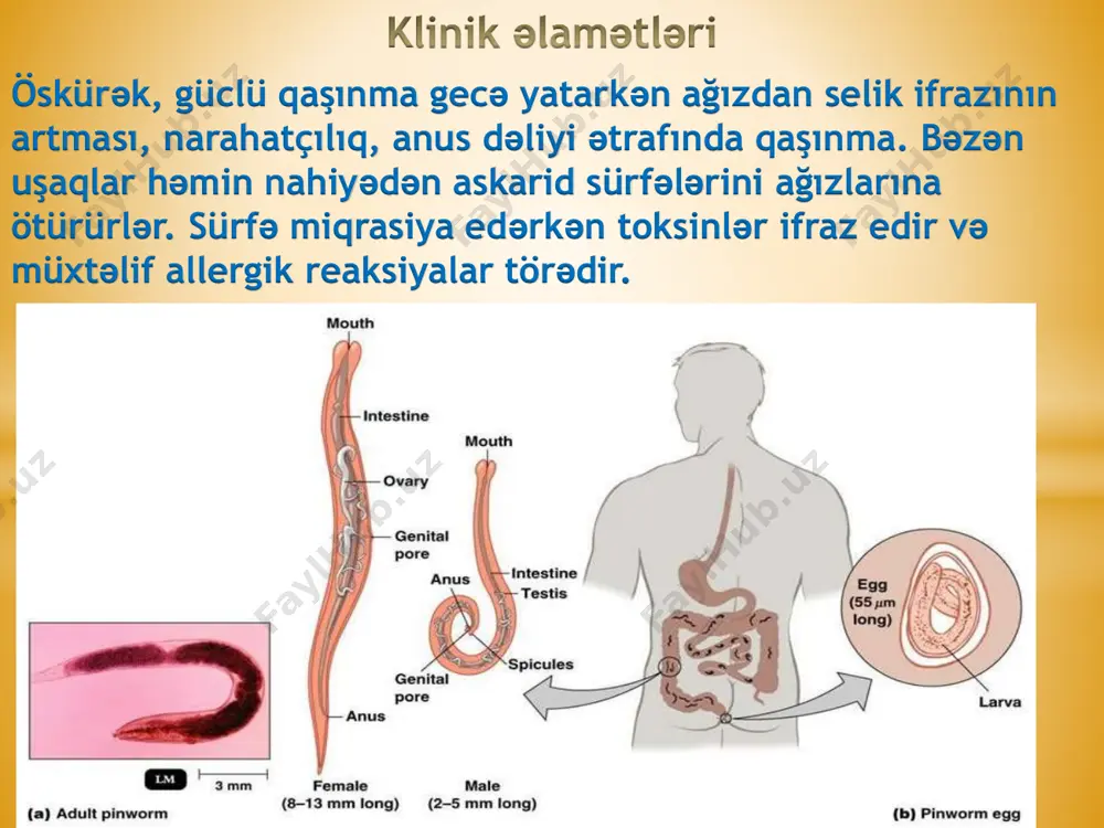 askaridoz immun sistemi - Page 5