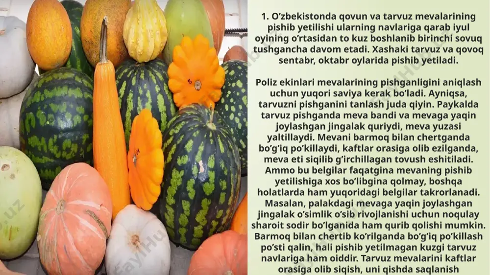 uzib olish kerak, chunki qovun mevalari uzib olingandan so’ng ham pishib yetilish qobiliyatiga ega mevalar uzoq masofalarga jo’natilayotganda mexanik turtkilar (transportga ortganda va tushirganda) ta’sirida yorilib, miqdori birmuncha kamayadi. buning oldini olish uchun mevalarni konteynerlarda jo’natish lozim. konteynerda mevalar orasidagi harorat 6-10 daraja bo’lishi kerak. tarvuzning xayit qora, qo’zivoy 30, melitopolskiy 122, bo’kovskiy 22, astraxan navlari, o’rta osiyo qovunlaridan esa umirboqi, qorapo’choq, beshek, qo’ybosh, arqoni va qalaysan navlari uzoq masofalarga olib borish uchun yaroqli hisoblanadi. 4. poliz mevalarining yaxshi saqlanishi meva etining kimyoviy birikmalariga va yana boshqa omillarga bog’liq. meva etining tarkibida pektin moddasi ko’p bo’lib, eti tig’iz bo’lsa, bunday mevalar uzoq muddat saqlanadi. tarvuz mevalari 3-5 oy, qovun mevalari 5-6 oy va qovoq mevalari bir yilgacha buzilmay saqlanish xususiyatiga ega. ertapishar navlar uzoq muddat saqlanish xususiyatiga ega bo’lmaganligidan, saqlash uchun o’rtangi va kechpishar navlar tanlanadi. poliz mevalari uzoq muddat ta’m sifati buzilmay yaxshi saqlanadigan mevalar hisoblanadi. saqlanish jarayonida me-valarda …