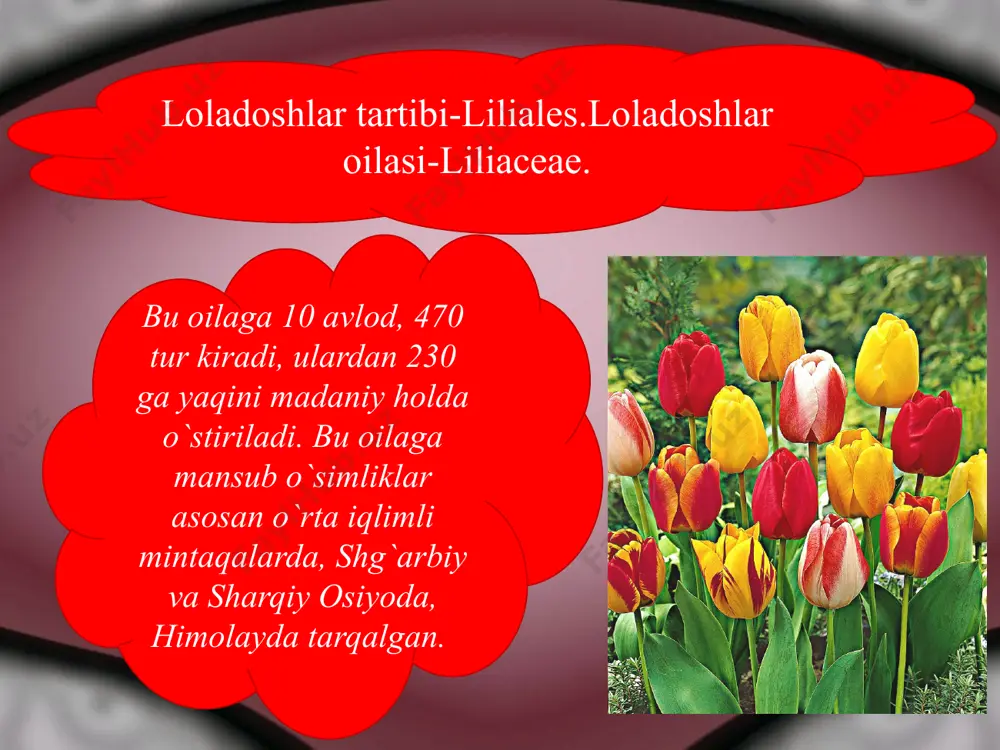 bir pallalilar sinfi - Page 4