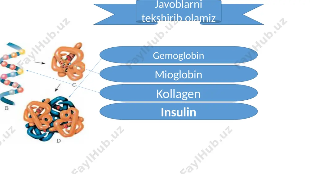 l qismi bo‘lib, ulardan biri antikodon tripleti va ikkinchisi akseptor uchi. antikodon tripleti i-rnkning kodo- niga komplementar. akseptor uchiga aminokislotalar birikadi (18-rasm). rnk molekulalari dnk molekulasining qo‘sh images (8) xususiyatlar dnk rnk hujayrada uchrashi yadro, mitoxondriya, xloroplast yadro, ribosoma, sitoplazma, mitoxondriya, xroloplast yadroda uchrashi xrфmosomalar yadrocha tuzilishi qo�э’sh nukleotid zanjir yakka polinukleotid zanjiri monomerlari dezoksiribonukleotidlar ribonukleotidlar nukleotidlarning tarkibi purin asoslari - adenin va gua- nin, pirimidin asoslari - timin va sitozin, uglevod - dezoksiriboza, fosfat kislota qoldig�i purin asoslari - adenin va gua- nin, pirimidin asoslari - uratsil va sitozin, uglevod - riboza, fosfat kislota qoldig�i sintezlanishi komplementarlik asosida, reduplikatsiya komplementarlik asosida, transkripsiya vazifasi genetik axborotni saqlash, ko�paytirish, nasldan naslga o�tkazish oqsil biosintezida ishtirok etish e’tiboringiz uchun raxmat image1.jpeg image2.jpeg image3.jpeg image4.jpeg image5.png image6.jpeg image7.jpeg image8.jpeg image9.jpeg image10.jpeg image11.jpeg image12.jpeg image13.jpeg image14.gif image15.jpeg image16.jpeg image17.jpeg image18.jpg image19.jpeg image20.jpeg /docprops/thumbnail.jpeg