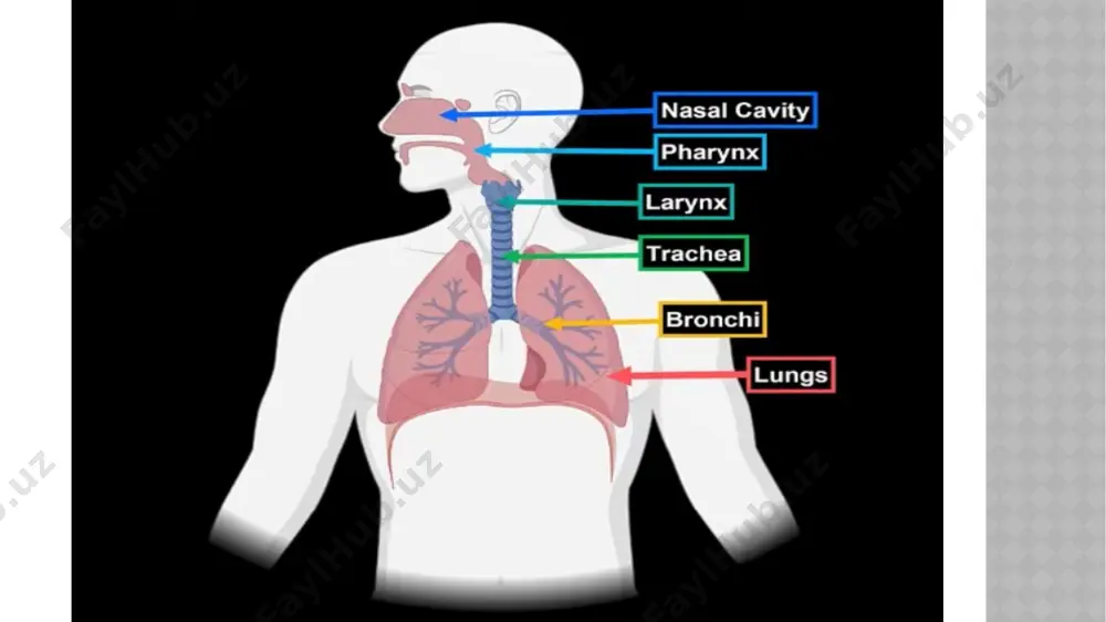 lan bo’g’im hosil qiladi yuzalari: 1. facies anterolateralis 2. facies medialis 3. facies posterior ❖ cartilago corniculata - shoxsimon tog’ay ➢ elastik tog’aydan tuzilgan ➢ cho’michsimon tog’ayning apexi ustida joylashgan ❖ cartilago cuneiformis - ponasimon tog’ay ➢ elastik tog’aydan tuzilgan ➢ shoxsimon tog’ayning yuqori qismida joylashgan ➢ plica aryepiglottica uni qoplab turadi va shu joyda tuberculum cuneiformis bo’ladi. ❖ cartilago triticea - donsimon tog’ay ➢ lig.thyroideum laterale orasida joylashgan hiqildoq tog’aylarining birlashuvi 1. uzluksiz birlashuvlar 2. uzlukli birlashuvlar uzluksiz birlashuvlar ❖ membrana thyrohyoidea - tashqi membranalar ➢ qalqonsimon tog’ayni tilosti suyagiga biriktiradi ➢ membrananing 2 cheti va o’rtasi qalinlashib, boylam hosil qiladi 1. lig.thyrohyoidea medialis - qalqonsimon-til osti medial boylami 2. lig.thyrohyoidea lateralis - qalqonsimon-til osti lateral boylami ❖ memrana cricothyroidea- ichki tomonda conus elasticusga davom etadi. ❖ lig.cricotracheale - uzuksimon traxeya boylami ❖ lig.thyroepiglotticum-qalqonsimon-hiqildoq usti boylami ❖ lig.hyoepiglotticum-til osti suyagi-hiqildoq usti boylami ichki membranalar ❖ membrana quadriangularis - 4 …