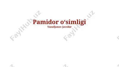 pomidor oʻsimligi — PPTX