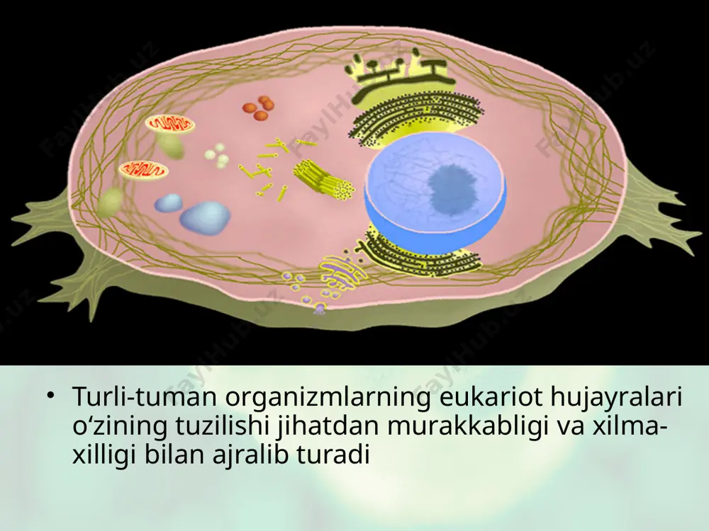 o‘lib, goh yo‘q bo‘lib turadi. qattiq holda uchraydigan kiritmalar granulalar, suyuq holdagisi esa vakuolalar deb ataladi. moddalar almashinuvi natijasida hujayrada yana bir qator mahsulotlar: sekretsiya qiluvchi hujayralarda oqsil granulalari, pigmentlar yoki zaxira ozu qa moddalar — gliko gen donachalari, yog‘ tomchilari uchraydi. tashqi sitoplazmatik membrana barcha hujayralarda uchraydi. u hujayra sitoplazmasini tashqi muhitdan ajratib turadi. tirik hujayraning yuza qismi to‘xtovsiz harakatda, unda qavariq va botiqlar paydo bo‘ladi, to‘lqinsimon teb ranma harakat vujudga keladi, doimo u orqali makromolekulalar ko‘chirilib turadi. sitoplazmatik membrana yuksak pishiqlikka va elastiklikka ega bo‘lib, ozgi na shikastlangan vaqtlarda ham o‘zining bir butunligini oson va tez tiklay oladi. hujayra membranasining tanlab o‘tkazish xususiyati yarim o‘tkazuvchanlik deb ataladi. yuqorida qayd qilingan ikki yo‘ldan tashqari, kimyoviy birikmalar va qattiq zarrachalar hujayraning ichki qismiga pinotsitoz va fagotsitoz yo‘li bilan ham o‘tad hujayra membranasida botiq joy hosil bo‘lib, uning ikki uchi hujayralararo suyuqlikni (pinotsitoz) yoki qattiq moddalarni (fagotsitoz) asta-sekin qamrab olib, bir-biri …