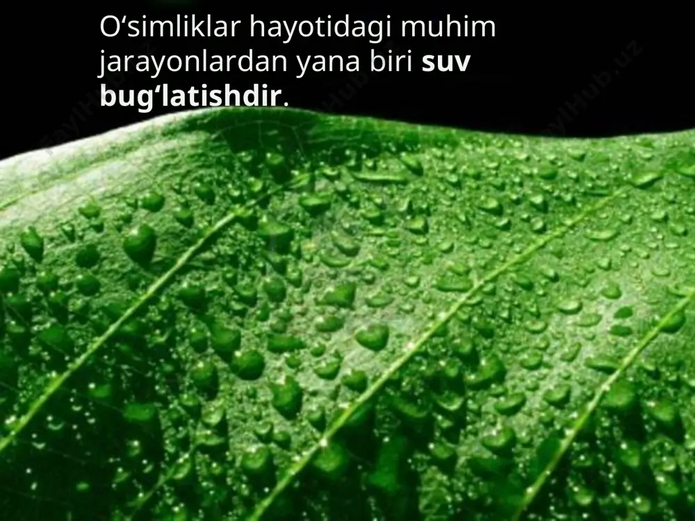 g‘latadi. bir tup mak kajo‘xori yoz davomida bug‘latgan suv 200 l ga to‘g‘ri keladi. bir tup o‘rta yoshdagi (30–40 yill ik) shirinmiya (qiz ilmiya) yoz davomida 500–600 l suv bug‘ latadi. shuni alohida qayd qilish kerakki, o‘simliklar hayotida muhim ahamiyatga ega bo‘lgan suv bug‘lanishi jarayoni barglardagi og‘izchalar orqali amalga oshadi. savol va topshiriqlar barglarning suv bug‘latishi qanday ahamiyatga ega? xonada o‘stiriladigan o‘simliklarning bargi nima uchun yuvib va artib turiladi? hamma o‘simliklar ham bir xilda suv bug‘latadimi? barglar qanday sharoitda suvni ko‘p bug‘latadi? nega ko‘chatlar salqinda ekiladi? o‘zingizga ma’qul bo‘lgan o‘simlikning bargli shoxchasidan kesib olib, uni ustiga ozroq moy quyilgan suvli shisha idishga soling va suvning sathini belgilab qo‘ying. shisha idishdagi suv sathi bir sutkada qancha pasayishini kuzating. shoxcha bir sutkada qancha suv bug‘latganini aniqlang.