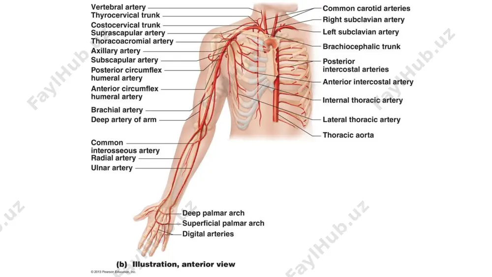tog'ayi sohasida ko'krakning ichki arteriyasi ikki tarmoqqa ajraladi: a) a. musculophrenica - diafragmani qon bilan ta'minlashda qatnashadi; b) a. epigastrica superior - qorin devorini qon bilan ta'm inlashda qatnashadi. a. thoracica interna ko'krak qafasi devoriga a. intercostalis anterior tarmoqlarini chiqaradi. bu tarmoqlar ko‘krakning oldingi devoridagi xususiy mushaklarni qon bilan ta'minlaydi. uning shoxlari: r.r. mediastinalis - ko‘ks oralig‘i shoxlari; r.r. thymici - ayrisimon bez shoxlari; r.r. bronchiales - bronxlarga; r.r. tracheales - traxeyaga shoxlar chiqaradi. ko‘krakning ichki arteriyasidan yurak xaltasini qon bilan ta'm inlaydigan a. pericardiophrenica tarmog‘i ajraladi. bu tarmoq perikard, diafragma, plevrani qon bilan ta’minlaydi. to‘sh suyagi sohasiga r.r. sternales shoxlari va teshib o tuvchi shoxlar - r.r. perforantes dan r.r. manimarii mediates ajralib, sut bezini qon bilan ta'minlaydi. iii. truncus thyrocervicalis - qalqonsimon bo’yin poyasi quyidagi tarmoqlarga ajraladi: a) a. thyroidea inferior - qalqonsimon bezning ostki arteriyasi hiqildoqning pastki tarmoq shoxi - a. laryngea inferior ni ajratib, hiqildoqni; r. …