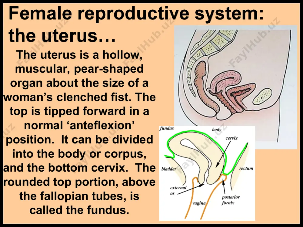 mulates these lobules with the hormone prolactin… and they produce milk. the dark-colored circle at the tip of the breast is called the areola (ah ree ah lah). it contains sebaceous glands to keep the skin conditioned. in the center is the nipple, where ducts from the lobules open. the first secretion from the breast is not a true milk, but a thin yellowish substance called colostrum. colostrum contains nutrients and the mother’s immunities that can protect baby. the onset of the menstrual cycle, or menarche, begins at puberty and ceases at menopause. the cycle has 3 phases: the follicular phase is characterized by menstruation, when the thickened lining of the endometrium is shed because no egg was fertilized or implanted. just prior to this phase is a premenstrual period characterized by hormonal and physical changes. the ovulatory phase comes next. estrogen is the hormone produced by the ovaries, which …