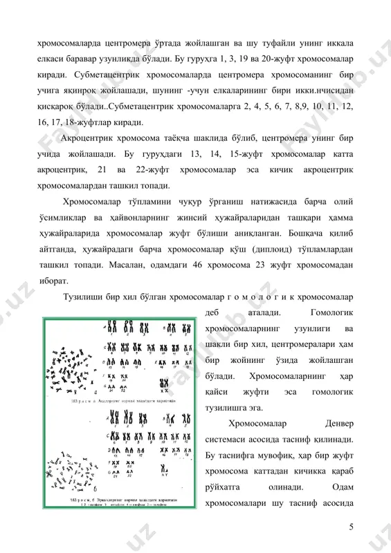 ) — turtta bosqichdan: profaza, metafaza, anafaza va telofazadan iborat (184-rasm). ikki mitoz o'rtasida o'tadigan davr interfaza deb ataladi. metafaza davrida xromosomalar ayniqsa kalta tortib, yo'g'onlashadi. natijada uzun-uzun xromosomalar ixcham (g'uj) tanachalarga aylanadi. shu davrda xromosomalarni sanash va shaklini aniq ko'rish mumkin. har bir jonivor ko'payish va nasl qoldirish uchun harakat qiladi. qo'payish, nasl qoldirish, avlodni-avlodga bog'lash vazifasini jinsiy xujayralar (gametalar) bajaradi. jinsiy hujayralar—gametalar (yunoncha gamos— uylanish ya'ni nikoh demakdir) hosil bulish jarayoni meyoz deb ataladi. meyozda hujayra ikki marta ketma-ket bo'linadi (185-rasm). hujayraning birinchi bo'linishi natijasida xromosomalar soni ikki baravar kamayadi (reduktsion bo'linish) xromosomalarning bunday miqdori gaploid to'plam deb ataladi. shundan keyin meyozning ikkinchi bo'linishi boshlanadi. bu vaqtda xromosomalarning diploid to'plami qayta tiklanadi, ya'ni reduplikatsiya yuz beradi. meyoz natijasida hosil bo'lgan to'rtta hujayraning har biridan zrkaklarda spermatozoid hosil bo'ladi, ayollarda esa faqat bitta tuxum hujayra vujudga keladi, qolganlari yashashga noqobil bo'lgan yo'naltiruvchi tanachalarga aylanadi. jinsiy aloqa vaqtida erkaklardan chiqadigan …