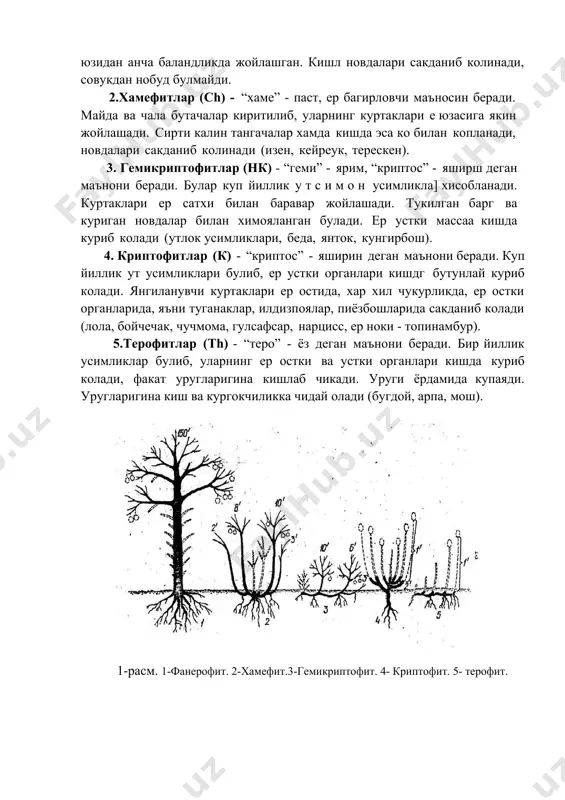иқса, куртакнинг жойланишига ва уларнинг кишнинг нокулай шароитидан сақланишига ёки курғокчиликдан ҳимояланишига асосланади. ана шу белгига асосланиб, ўсимликларнинг хаёт шакллари 5та гурухга бўлиб ўрганилади. 1. фанерофитлар (ри) - “фанерос” юнонча яккол курини турувчи деган маънони беради. булар дарахт ва буталар хисоблани( уларнинг куртаклари ер юзидан анча баландликда жойлашган. кишл новдалари сакданиб колинади, совукдан нобуд булмайди. 2.хамефитлар (ch) - “хаме” - паст, ер багирловчи маъносин беради. майда ва чала бутачалар киритилиб, уларнинг куртаклари е юзасига якин жойлашади. сирти калин тангачалар хамда кишда эса ко билан копланади, новдалари сакданиб колинади (изен, кейреук, терескен). 3. гемикриптофитлар (нк) - “геми” - ярим, “криптос” - яширш деган маънони беради. булар куп йиллик у т с и м о н усимликла] хисобланади. куртаклари ер сатхи билан баравар жойлашади. тукилган барг ва куриган новдалар билан химояланган булади. ер устки массаа кишда куриб колади (утлок усимликлари, беда, янток, кунгирбош). 4. криптофитлар (к) - “криптос” - яширин деган маънони …