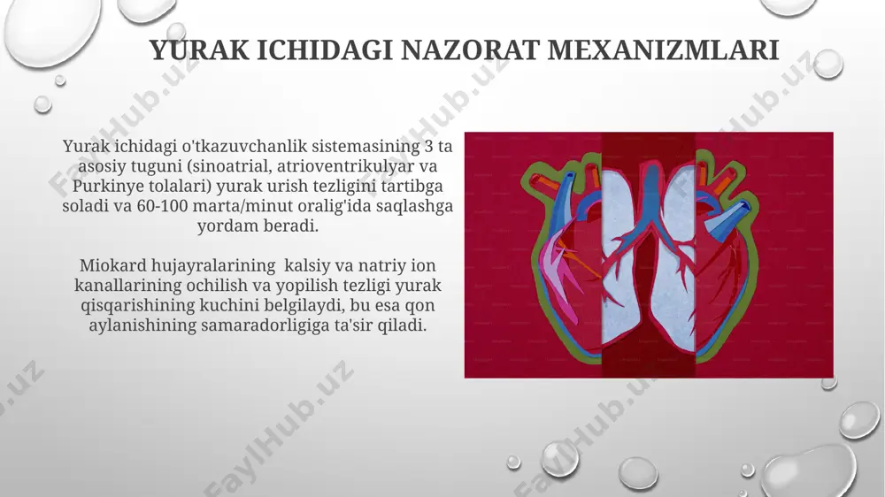boshqarishning yurak ichi (intrakardial) mexanizmlari va extrakardial mexanizmlari - Page 4