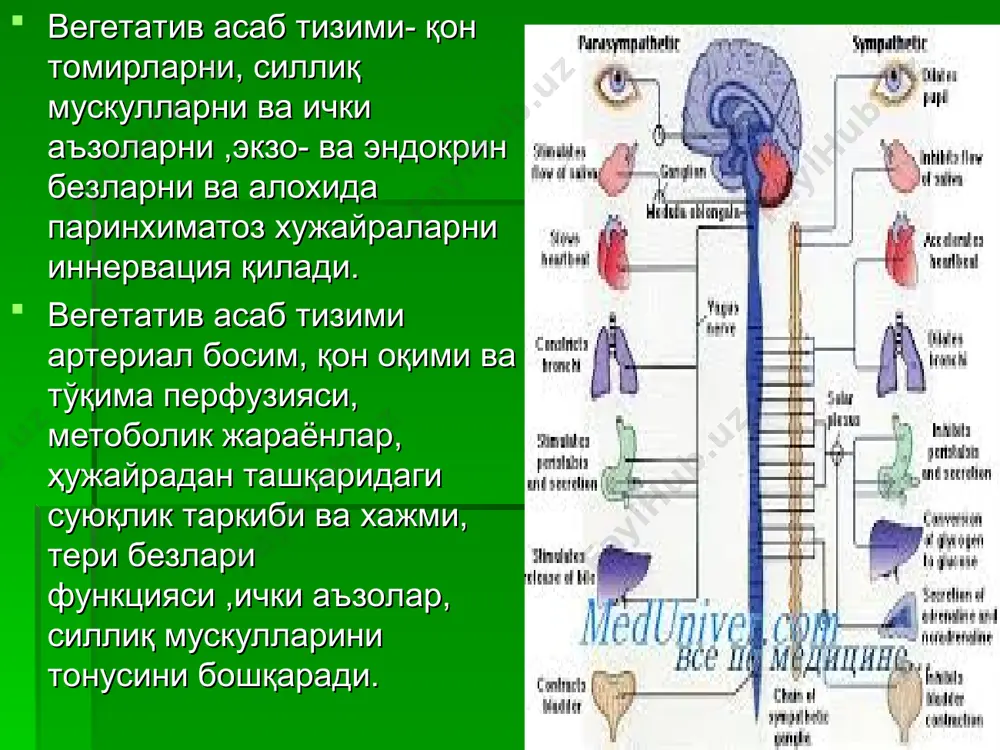 ойлашган; у ердан вегетатив толалар чаноқ нервлари таркибида кетади, вегетатив асаб тизимининг барча қисмлари оралик миядаги гипаталамус ва тарғил танада жойлашган олий вегетатив марказга бўйсунади симпатик нервлар организнинг барча орган ва тўкималарни иннервация қилади. парасимпатик толалар кўплаб аъзоларга адашган нерв таркибида боради ва бронхлар, юрак.қизилунгач.ошқозон,жигар,ингичка ичак.,ошқозон ости бези, буйрак усти бези .буйраклар, талоқ, йўғон ичакларни иннервация қилади. вегетатив асаб тизим медиаторлари 1.симпатик қисм- (симпатин –адреналин) 2. парасимпатик кисм – (ацетилхолин- пилокарпин) симпатик тизим анатомияси симпатик занжирлар 20-25 жуфтни ташкил этади: бўйин – 3та кўкрак – 10-12та бел ва қуймич – 3-4та бўйин тугунчалари – юз, бош, бўйин соҳасидаги аъзоларни бошқаради; кўкрак тугунларини юқори ярми – кўкрак қафаси аъзоларини бошқаради; кўкрак пастки ярми – қорин юқори қаватидаги аъзоларни бошқаради (жигар, талов, ошқозон ости бези, оўқозон); бел тугунчалари – қорин пастки қаватидаги аъзоларни бошқаради (буйрак, ёғон ва ингичка ичак ва ҳ.к.) қуймич тугунчалари – кичик чаноқ аъзоларини бошқаради (сийдик пуфаги, тўҳри ичак, …
