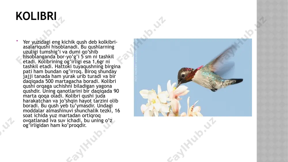 taxmin qilinadi. toshkent viloyatida- 496 tasi qayt qilingan. turkiston oq laylagining o’zbekiston uchrash joylari: pushti saqoqush(pelecanus onocrotalus linnaeus, 1758). maqomi. 2(vu:d): zaif , qisqarib borayotgan , uchib o’tuvchi-uyalovchi tur. tmxi ning qizil kitobiga kiritilgan. yirik tekis suv havzalarida yashaydi. bu turning kamayishiga sabablaridan biri orol dengizi havzasida suv rejimini o’zgarishi oqibatida yasash joylarining yemirilishi , brakanerlik , koloniyalarining vayron qilinishi. muxofaza qilish choralari: ovlash taqiqlangan,. buyurtmaxonalarda uyalash joylarida, kuchish, uchib o’tish,va qishlash davrida muhofaza qilinadi. bonn konvensiyasining i ilovasida kiritilgan. pushti saqoqushning o’zbekiston uchrash joylari: o’zbekiston qizil kitobiga kiritilgan qushlarni sanaydigan bo’lsak: 1.pushti saqoqush(pelecanus onocrotalus linnaeus, 1758). 2.jingalak soqoqush(pelecanus crispus bruch, 1832) 3.qorabuzov (phalacrocorax pygmaeus (pallas, 1773)) 4.kichik oqquton(egretta garzetta (linnaeus, 1766) ssp. garzetta (linnaeus, 1766)) 5.sariq quton (ardeola ralloides (scopoli, 1769)) 6.turkiston oq laylagi (ciconia ciconia (linnaeus, 1758) ssp. asiatica severtzov, 1873) 7.qora laylak (ciconia nigra (linnaeus, 1758)) 8.qoshiqburun( platalea leucorodia linnaeus, 1758) 9.qoravoy( plegadis falcinellus (linnaeus, 1766)) 10.qizilg’oz …