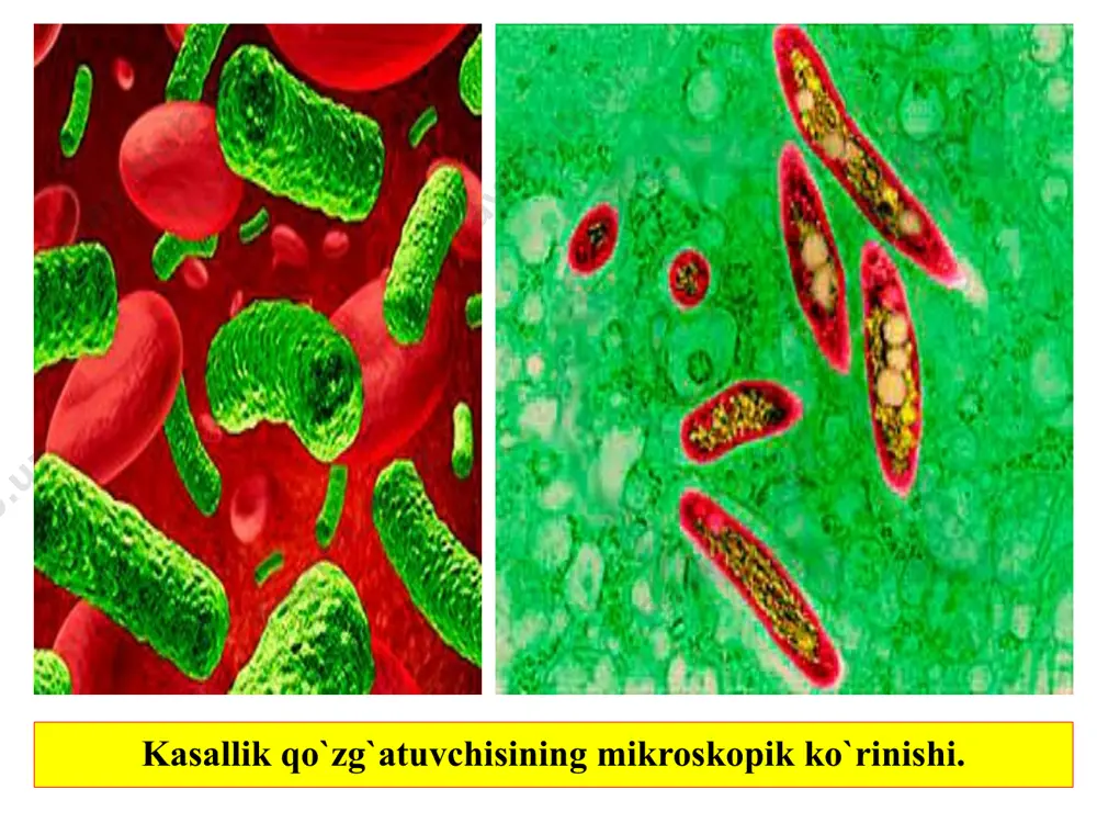 sil qilib o’sadi: m.tuberculosis-yo’g’on, probirka devoriga ko’tariladigan parda, m.bovis-to’rsimon, o’simtali parda, m.avium esa 7-10 chi kunlari yupqa, nozik, oqish, 21 chi kunlari kuchli ajinlashgan parda hosil qiladi. zich oziq muhitlarda boshida zo’rg’a ko’rinadigan mikrokoloniyalar paydo bo’lib, keyin kattalashib boradi. oziq muhit yuzasida mayda yoki katta, yaltiroq yoki xira, silliq yoki kengish bir-ikkita koloniyalar ko’rinadi, ular birlashib ketib, yuza bilan bitta oqish qatlam hosil qilishi ham mumkin. chidamliligi. tuberkulyoz tayoqchalari fizikaviy va kimyoviy ta’sirlarga ancha chidamlidir. kulturalarda, ular odatda 8-10 oydan keyin o’ladi. bakteriyalar qurigan balg’amda 7-10 oy, chirigan organlarda 2-6 oy, go’ngda 7-10 oy, suvda 2 oy, tuproqda 2 yildan ortiq yashaydi; sut 85os qizdirilganda 30 minutda, qaynatilganda 3-5 minutda o’ladi. dezinfeksiyalovchi moddalar-5% fenol, 20 % li yangi so’ndirilgan ohak, 3-5 % li lizol, 3 % formaldegid va h. k. lar ta’sirida tuberkulyoz tayoqchasi 12-24 soatda o’ladi. go’ng biotermik zararsizlantiriladi. antigen tuzilishi. tuberkulyoz bakteriyasi antigenlarining aktivligi past. antigenning protektiv xususiyatlari …