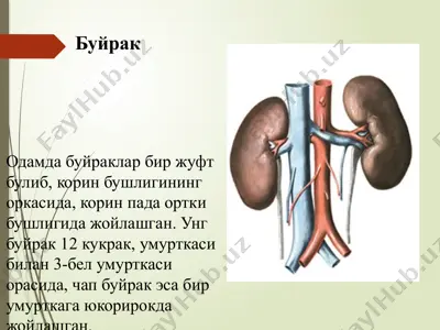 bujrak tuzilishi va nefronlar — PPTX