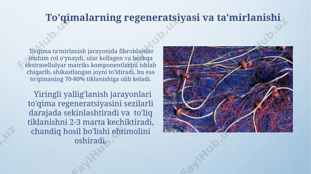qon va siyrak tolali biriktiruvchi toʻqimalarning oʻzaro munosabati - Page 3