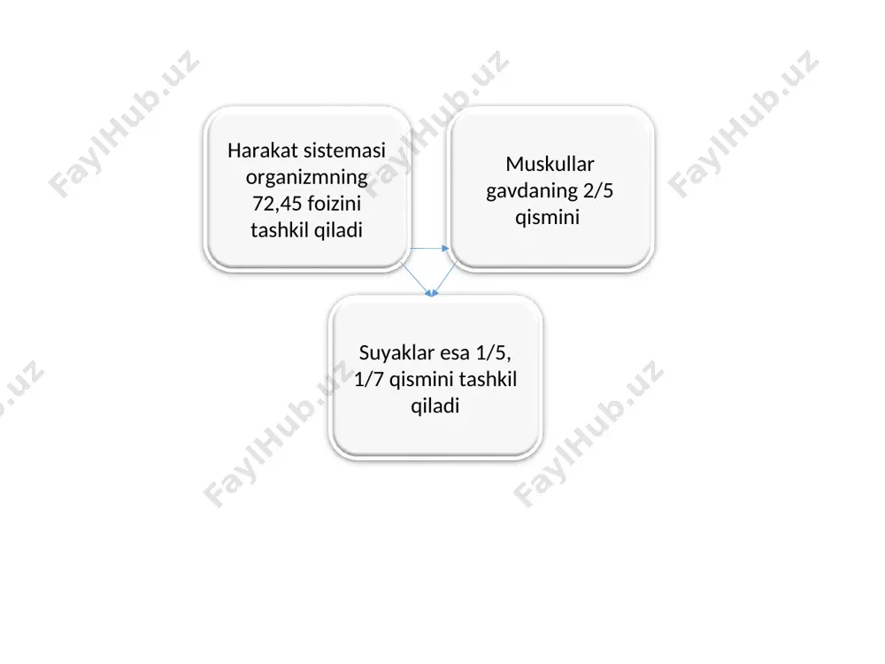 muskullar haqida umumiy ma'lumotlar - Page 4