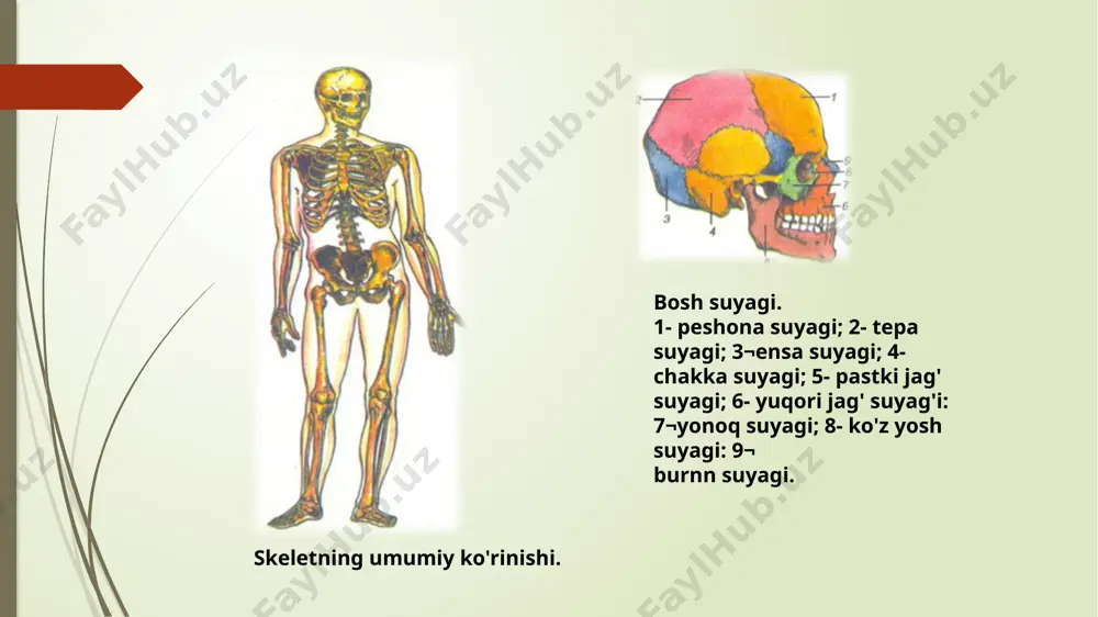 tashqi tomonida, tirsak suyagi qo'lning ichki tomonida joylashgan. bu suyaklarning yuqorigi uchi yelka suyagi bilan birikib, tirsak bo'g'imini hosil qiladi, pastki uchi esa bilakuzuk (kaft usti) suyaklari bilan birikadi. qo 'i panja suyaklari uch qismdan: kaft usti, kaft va barmoq suyaklaridan iborat. kaft usti suyaklari 8 ta bo'lib, ular 4 tadan ikki qator bo'lib joylashgan. kaft suyaklari 5 ta bo'ladi. barmoq suyaklari bosh barmoqda 2 tadan, qolganlarida 3 tadan bo'ladi. qo'l suyaklari. 1- o'mrov suyagi; 2¬kurak suyagi; 3- yelka suyagi; 4- tirsak suyagi; 5- bilaguzuk (kaft usti) suyaldarl: 6- kaft suyak¬lari: 7- barmoq suyaklari: 8- bilak suyagi. oyoq suyaklari. oyoq suyaklari ikki guruhga: oyoq kamari (chanoq) va oyoqning erkin suyaklariga bo'linadi. oyoq kamari ikki tomondan nomsiz suyaklardan, orqa tomondan dumg'aza va dum umurtqa suyaklaridan tashkil topgan. chanoq suyagining yuqori qismi ken¬gaygan bo'lib, katta chanoq deb ataladi, pastki qismi toraygan bo'lib, kichik cha¬noq deb ataladi. kichik chanoq bo'swig'ida to'g'ri ichak, siydik …