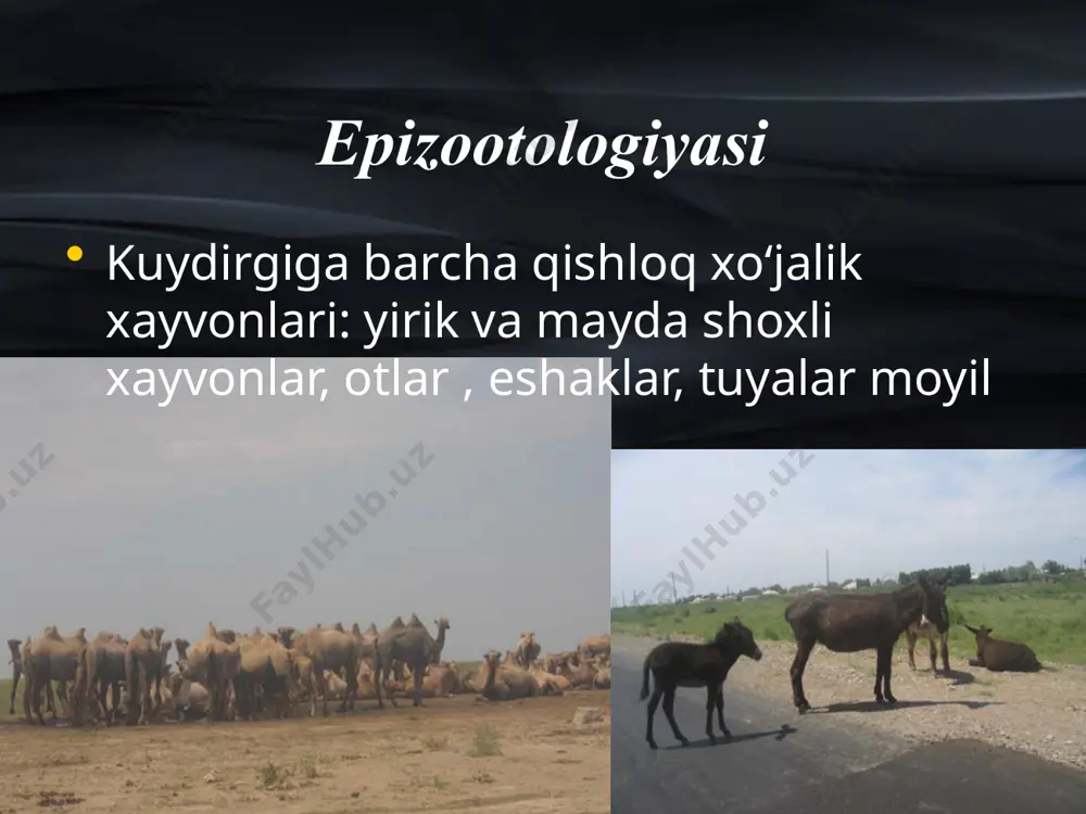 kuydirgi - Page 4