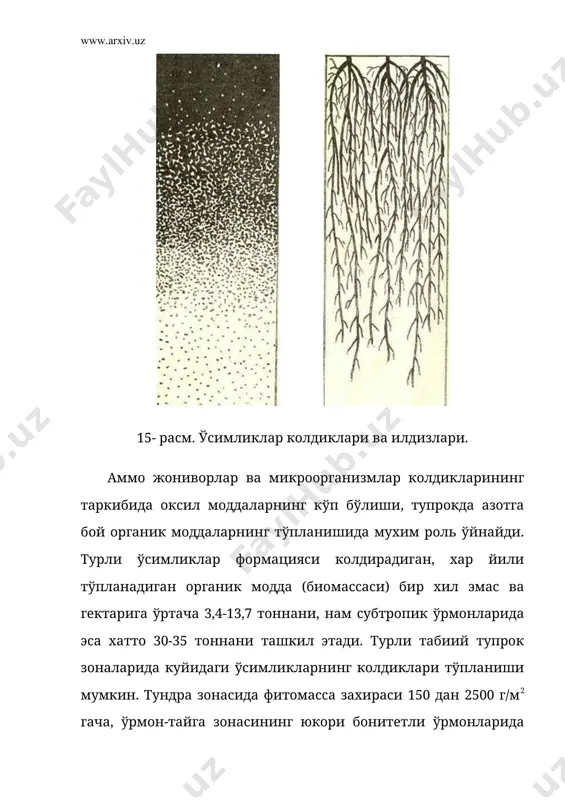 ферментлари органик колдикларнинг кайта ўзгаришида актив катнашади. тупрокдаги барча ферментлар комплекси тупрокнинг ферментатив активлигини белгилайди. тупрокда турли кимёвий бирикмаларнинг парчаланиши ва мураккаб ўзгариши рўй беради. оксилларнинг парчаланиши. микроорганизмларнинг, жониворлар ва ўсимликлар таркибидаги оксиллар протеаза ферментлари иштирокида аминокислоталаргача парчаланади. унинг бир кисми микроорганизмлар томонидан ўзлаштирилади, колган кисми парчаланиб, амин шаклида йўколади. нобуд бўлган организмлардаги оксиллар тупрокдаги азотнинг асосий манбаидир. ўсимлик колдигида одатда 1 фоизгача азот сакланиб, c:n нисбати 50 гача бўлиши мумкин. м о н о в а д и с а х а р и д л а р н и н г ў з г а р и ш и. тирик ўсимлик материаллари, уларнинг колдиклари ва тўшамаларида моно ва дисахаридлар микдори 4 фоиздан, фоизнинг ундан бир улушига кадарли ўзгариб туради. оксил ва канд моддалари тупрокда тез парчаланади. к р а х м а л гидролизи амилаза ферментлари иштирокида боради. ўсимлик колдикларининг кайта ўзгариши билан крахмал микдори тез ва кескин …