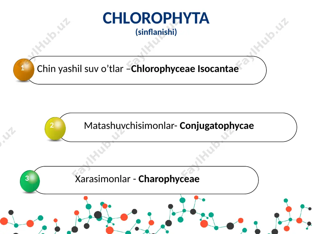 yashil suv o’tlar bo’limi-chlorophyta - Page 4