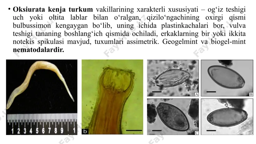 va ularda jinsiy demorfizm kuchli rivojlangan bo‘lib, ayrim jinslidir. urg‘ochilik jinsiy organlari naysimon shaklda bo‘lib, ikki komplektli, ya’ni ikkita tuxumdon, ikkita tuxum yo‘li, ikkita bachadon, ular birlashib vaginani hosil qiladi va vulva teshigi bilan tashqarida ochiladi. erkaklik jinsiy organlari ham naysimon shaklda bo‘lib, lekin bir komplektli, ya’ni bitta urug‘don, urug‘ yo‘li, umumiy urug‘ chiqaruvchi kanal, u esa kloakada anal teshigini yonida ochiladi.bulardan tashqari ikkilamchi jinsiy belgilari: jinsiy so‘rg‘ich, spikula va rulek mavjud. nematodalarning biologik rivojlanishi. nematodalar ham xuddi boshqa parazitlar singari asosiy, oraliq va qo‘shimcha xo‘jayinlar ishtiro-kida rivojlanishi mumkin, ya’ni biogelmintlar va to‘g‘ridan-to‘g‘ri rivoj-lanishi mumkin – geogelmintlar. bulardan tashqari ayrim nematodalarning rezervuar xo‘jayinlari bo‘lishi mumkin. ayrim nematodalar tuxum qo‘yib ko‘paysa, ayrimlari esa tirik lichinka tug‘ib ko‘payadi. image1.png image2.png image3.png image4.jpg image5.png image6.png image7.png image8.png image9.png image10.png image11.emf image12.jpeg image13.png image14.jpeg image15.jpeg image16.png image17.png