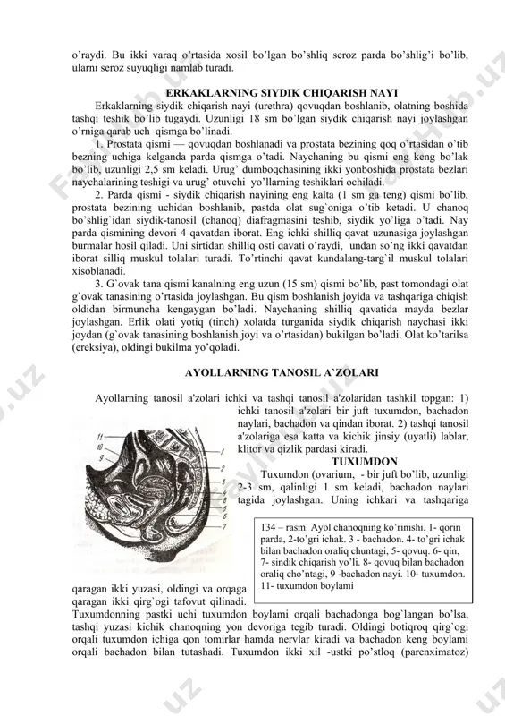 g’atga yetgandan keyin ishlanadi. yetilgan urug’ to’g’ri kanalchalardan urug’ to’riga, undan urug’ chiqarish kanalchalariga o’tadi. bu kanalchalardan urug’ tizimchasi orqali urug’ otuvchi yo’lga o’tib, so’ngra siydik chiqarish kanalining prostata bezi bo’lagiga ochiladi. balog’atga yetgan odamda uning jinsiy jixatdan faol bo’lgan davrida xujayralari — spermatozoidlar moyakdan doimiy yetishib turadi. spermatozoidda boshcha, tana va dum bo’lib, bir minutda 3,5 mm gacha xarakatlanish xususiyatiga egadir. erkak urug’ ko’p miqdorda yetilib, ayol jinsiy yo’lida 2—3 kungacha otalantirish qobiliyatiga egadir. spermatozoidlar, odatda urug’ chiqarish yo’llari, urug’ pufakchalari, prostata va kuper bezlaridan ajralgan sekretlar bilan aralashgan suyuk xolatda bo’ladi. o’rtacha 1 sm3 da 60000 gacha spermatozoid bo’ladi. lekin har bir urug’ ajralish jarayonida erkaklarning 200000 000 gacha urug’i chiqsa-da, otalantirish uchun faqat bittasigina yetarlidir. tashqi tanosil a`zolari erkaklarning tashqi tanosil a'zolari erlik olati va yorg’oqdan iborat. erlik olati. erlik olati jinsiy yaqinlashuv va siydik yo’li a'zosi bo’lib, spermatozoid va siydik chiqarish vazifasini bajaradi. olat uchta g’ovak …