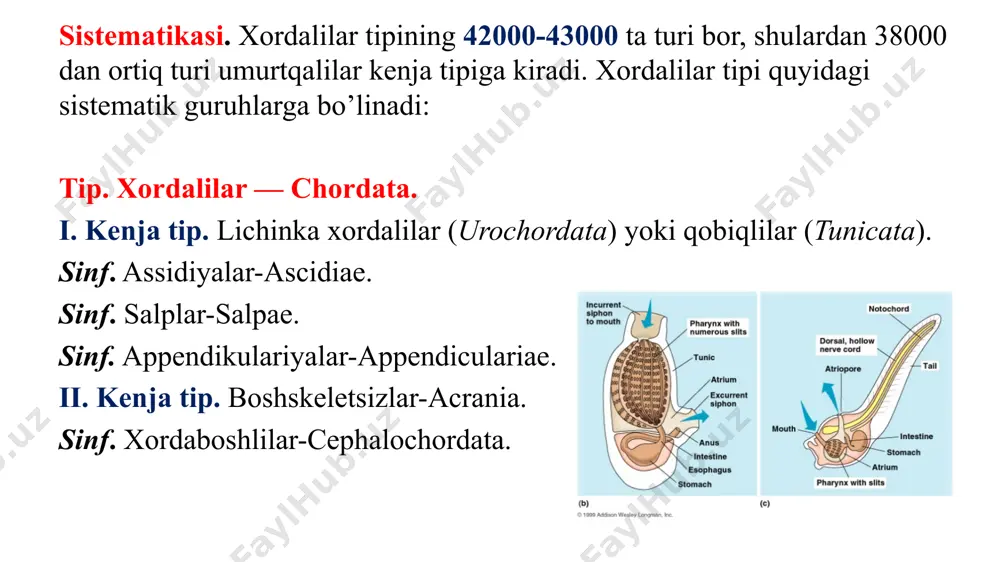 ovtanli assidiyalar - yakka assidiyalar (monascidiae) turkumining vakillari 2-3 mm dan 40-50 sm gacha uzunlikda bo'ladi. bu turkumning orasida harakatchan turlari ham uchraydi. masalan: sharsimon assidiya (waster ascidia) ana shunday harakatchan assidiyalar turiga kiradi va ular suv tagi bo'ylab harakat qiladi. - murakkab assidiyalar (synascidia) turkumi vakillarining kolonial kurtaklaridan rivojlangan assidiyalar ona assidiyalar bilan tutashgan bo’ladi. bunday assidiyalarda, bir nechtasi tashqaridan umumiy parda bilan o’rab olinadi va ularda bitta umumiy kloaka bo’ladi. murakkab assidiyalarda urug’lanish koloniyalar o’rtasida sodir bo’ladi. chunki ona koloniya bilan qiz koloniya o’rtasida urug’lanish bo’lmaydi - olovtanli assidiyalar (pyrosomata) turkumining vakillarida zigotadan assidiyasimon koloniya asoschisi rivojlanadi. undan kurtaklanish yo'li bilan to’rtta olovtanlilardan tashkil topgan guruh hosil bo'ladi va ular umumiy qobiq-tunika bilan o’ralgan bo’ladi. bu assidiyalar koloniyasidagi har bir a’zosi halqumining oldingi qismida yorituvchi hujayralar guruhi bo'ladi. bu hujayralarda yorug’lik chaqiruvchi simbiotik bakteriyalar yashaydi. koloniyaning uzunligi, odatda 20-40 sm bo'lib, undagi har bir olovtanlining o’lchami 3-5 mm …