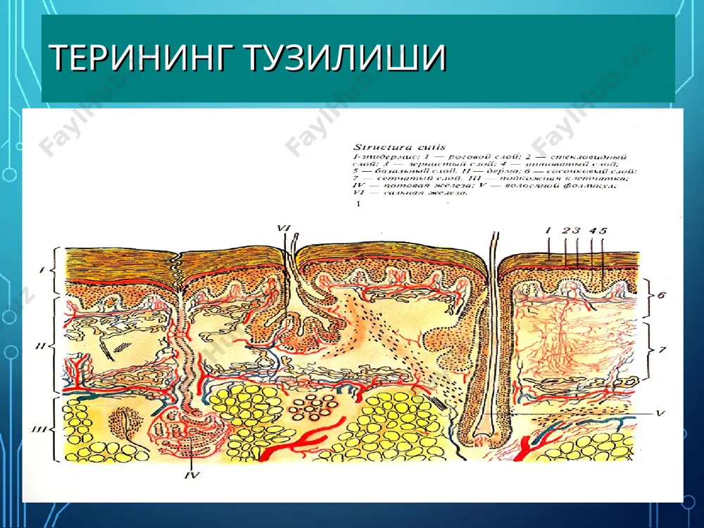 мирларига жуда бой хисобланади. гиподерма ва дерма чегарасида терининг чуқур артерия чигаллари жойлашган. ундан перпендикуляр равишда қон томирлари чиқиб, юқорига равона бўлади ва сўрғичсимон қават остида юзаки артерия чигалларини хосил қилади. ушбу чигалдан майда артериялар чиқадилар ва дерманинг хар хил тузилмалрини ва қисмларини қон билан таъминлайдилар. терининг лимфатик тизими лимфатик капиллярларнинг иккита чигалидан ва олиб кетувчи лимфа томирларидан иборат. лимфатик капиллярларнинг юзаки чигали сўрғич қават остида жойлашган чуқури эса — дерманинг остки қаватларида жойлашади. тери асаб толаларига ва асаб охирларига (рецепторларга) жуда бойдир. унда орқа мия, бош мия ва вегетатив асаб толалари тарқалган. асосий чигал тери ости ёғ клетчаткасида жойлашган, ундан чиққат тармоқлар (шохчалар) соф терига ўтади. сўрғичсимон қаватда асаб толалари қалин чигал хосил қилади, ундан эса соч фолликулаларига, ёғ ва тер безларига, қон томирларига, эпидермисга етиб борадиган асаб толалари чиқадилар. терида фатера — пачини, руффини ва мейсснер таначалари, краузе колбаси, меркел хужайралари каби асаб охирлари (рецепторлар) жойлашган. терининг морфологик …