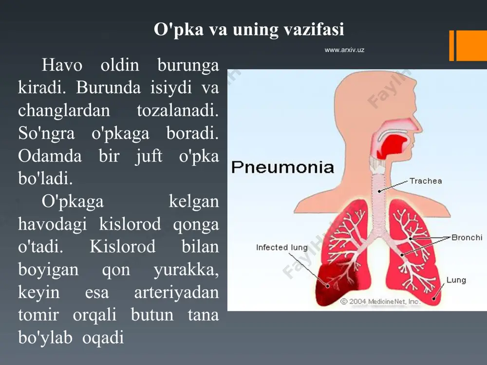 jihatdan tubanlashuvi kuzatiladi. so‘nggi bosqich esa alkogolga chidamsizlik (intolerantlik), muttasil ichishning davriy tuye olishi, chin mayza-dalik, ruhiy va jismoniy zaiflashish, nerv va ichki a’zolar faoliyatining iz-dan chiqishi, dispeptik holat, o‘tkir va surunkali alkogol psixozlari, xotira va es-hushning aynishi bilan ifodalanadi. www.arxiv.uz www.arxiv.uz www.arxiv.uz www.arxiv.uz giyohvand moddalarning odam hayotiga ta'siri giyohvand moddalarni iste'mol qilgan odam, ay­niqsa, yoshlar unga juda tez o'rganib qoladilar. giyoh­vand moddani bir marta iste'mol qilgan odam orga-nizmida uni muntazam iste'mol qilishga moyillik paydo bo'ladi. uning miqdorini oshirib borish natija-sida odam giyohvand moddalarga qaram bo'lib qolib, giyohvandga aylanadi. giyohvand moddalar odamning asab sistemasiga, yurak, oshqozon, jigar va boshqa muhim a'zolarga kuchli ta'sir ko'rsatadi. giyohvand moddalar bu a'zolarning faoliyatini tez buzadi. www.arxiv.uz www.arxiv.uz www.arxiv.uz www.arxiv.uz giyohvandlik—turli xil giyoh moddalari ya‘ni, narkotiklar ta‘siriga odam organizmining o`rganib qolishi natijasida yuzaga keladigan og`ir kasallikdir. giyohvandlikning xalqaro atamasi narkomaniya deyilib, bu so`z yunoncha «narke» — karaxtlik, harakatsizlik, «maniya»-aqldan ozish ma‘nosini anglatadi. chunonchi, narkotik moddani …