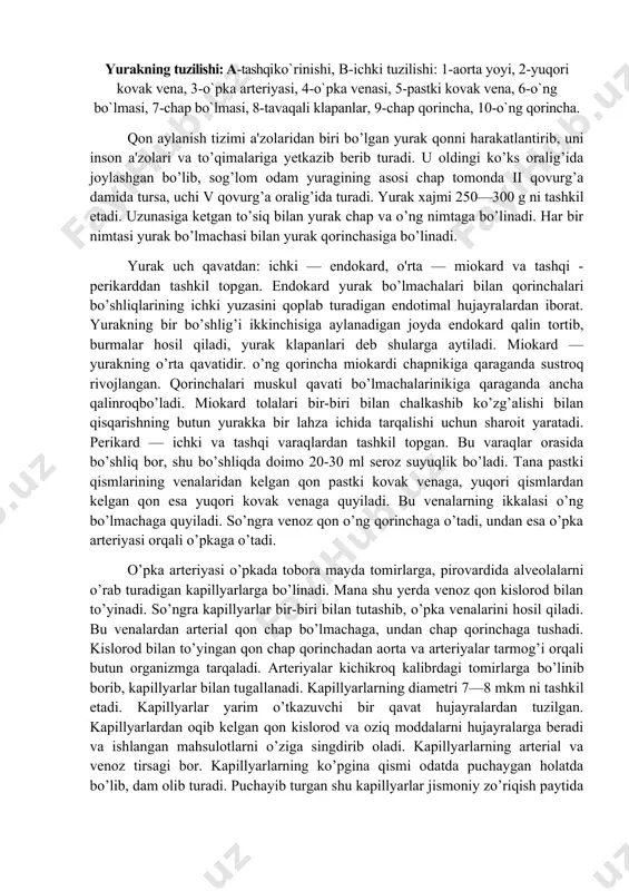 n pastki kovak venaga, yuqori qismlardan kelgan qon esa yuqori kovak venaga quyiladi. bu venalarning ikkalasi o’ng bo’lmachaga quyiladi. so’ngra venoz qon o’ng qorinchaga o’tadi, undan esa o’pka arteriyasi orqali o’pkaga o’tadi. o’pka arteriyasi o’pkada tobora mayda tomirlarga, pirovardida alveolalarni o’rab turadigan kapillyarlarga bo’linadi. mana shu yerda venoz qon kislorod bilan to’yinadi. so’ngra kapillyarlar bir-biri bilan tutashib, o’pka venalarini hosil qiladi. bu venalardan arterial qon chap bo’lmachaga, undan chap qorinchaga tushadi. kislorod bilan to’yingan qon chap qorinchadan aorta va arteriyalar tarmog’i orqali butun organizmga tarqaladi. arteriyalar kichikroq kalibrdagi tomirlarga bo’linib borib, kapillyarlar bilan tugallanadi. kapillyarlarning diametri 7—8 mkm ni tashkil etadi. kapillyarlar yarim o’tkazuvchi bir qavat hujayralardan tuzilgan. kapillyarlardan oqib kelgan qon kislorod va oziq moddalarni hujayralarga beradi va ishlangan mahsulotlarni o’ziga singdirib oladi. kapillyarlarning arterial va venoz tirsagi bor. kapillyarlarning ko’pgina qismi odatda puchaygan holatda bo’lib, dam olib turadi. puchayib turgan shu kapillyarlar jismoniy zo’riqish paytida qon bilan to’lishadi.„organizmdagi …